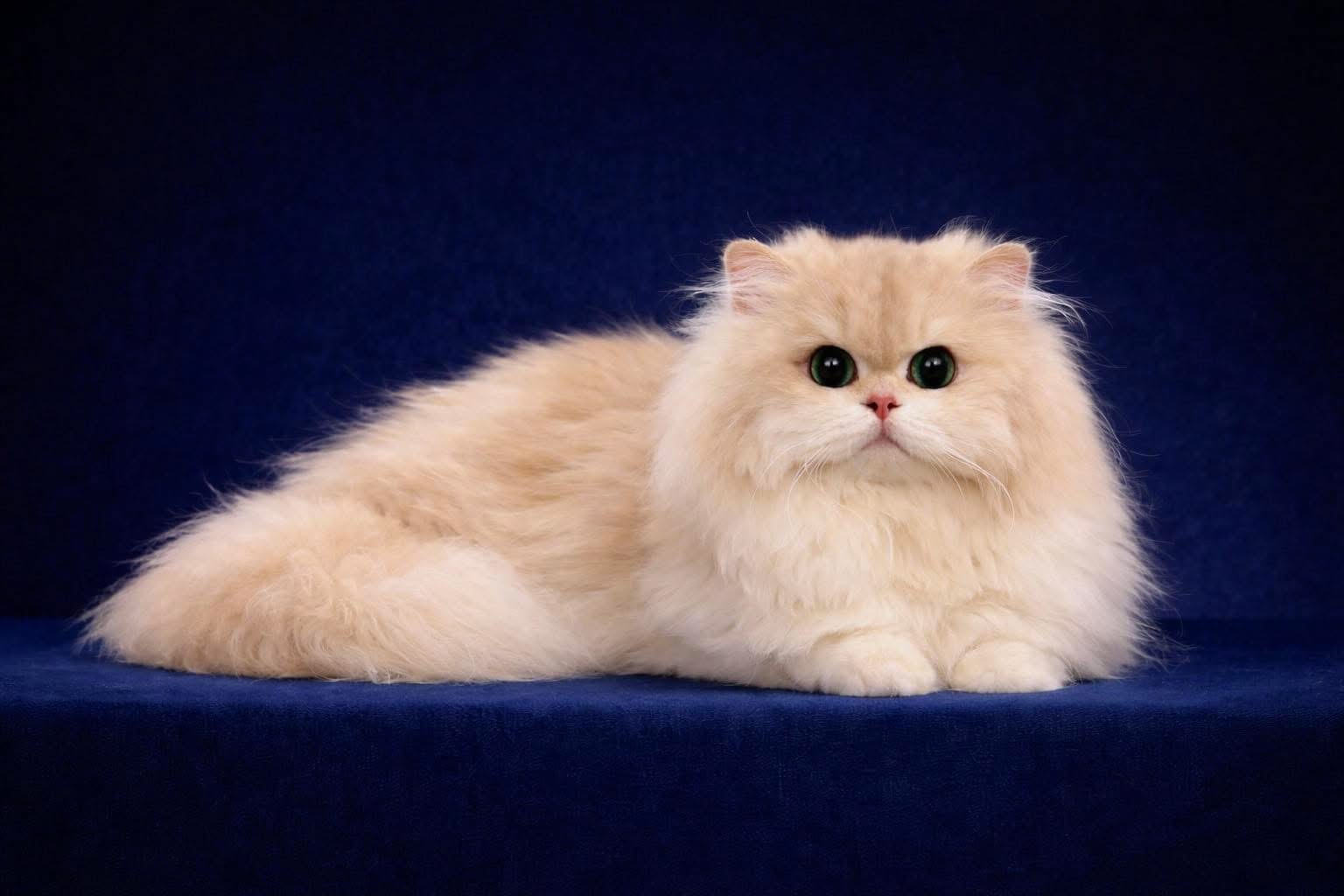 GECH. THE LEAF YIN-YANG