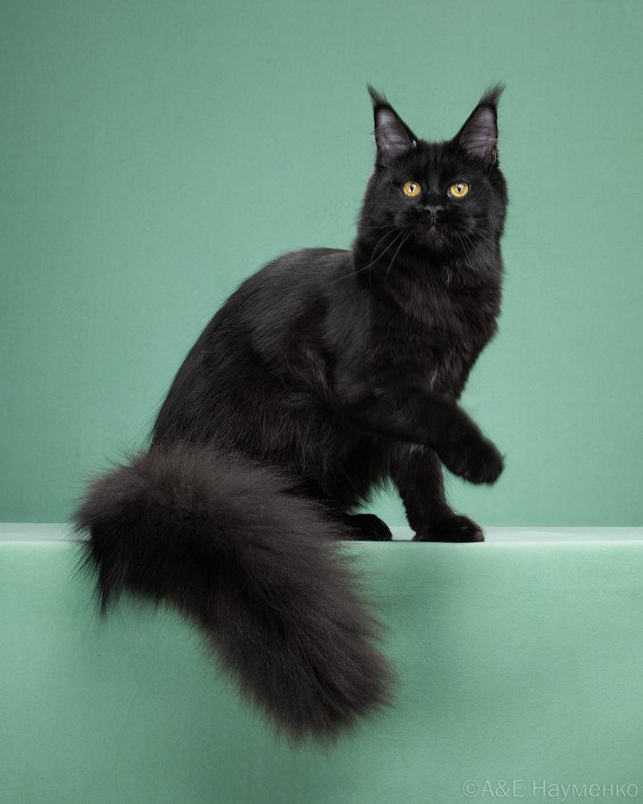 CH. Vasabi Venefica Cauda