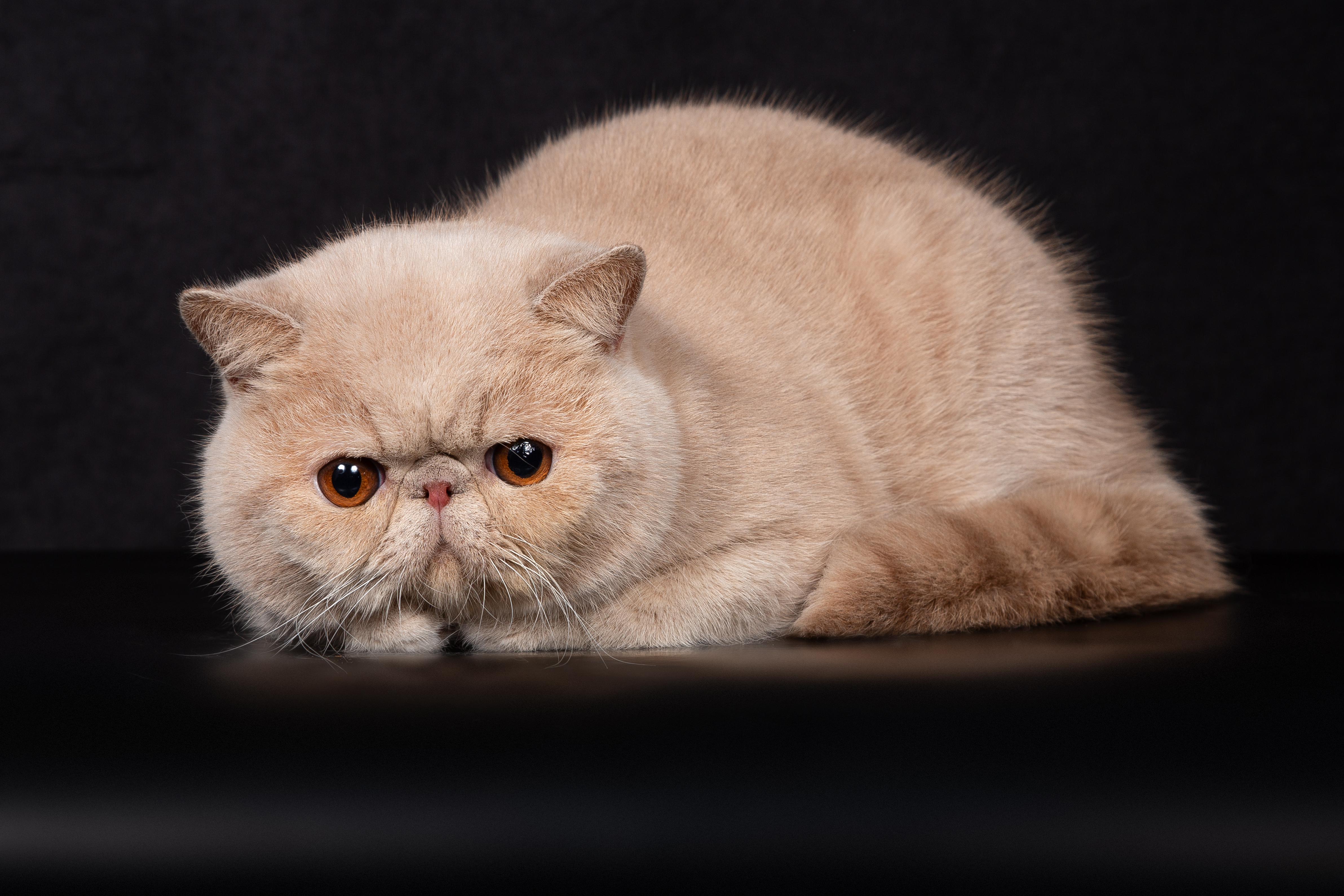 CH. Black Pearls Caramel Cappuccino