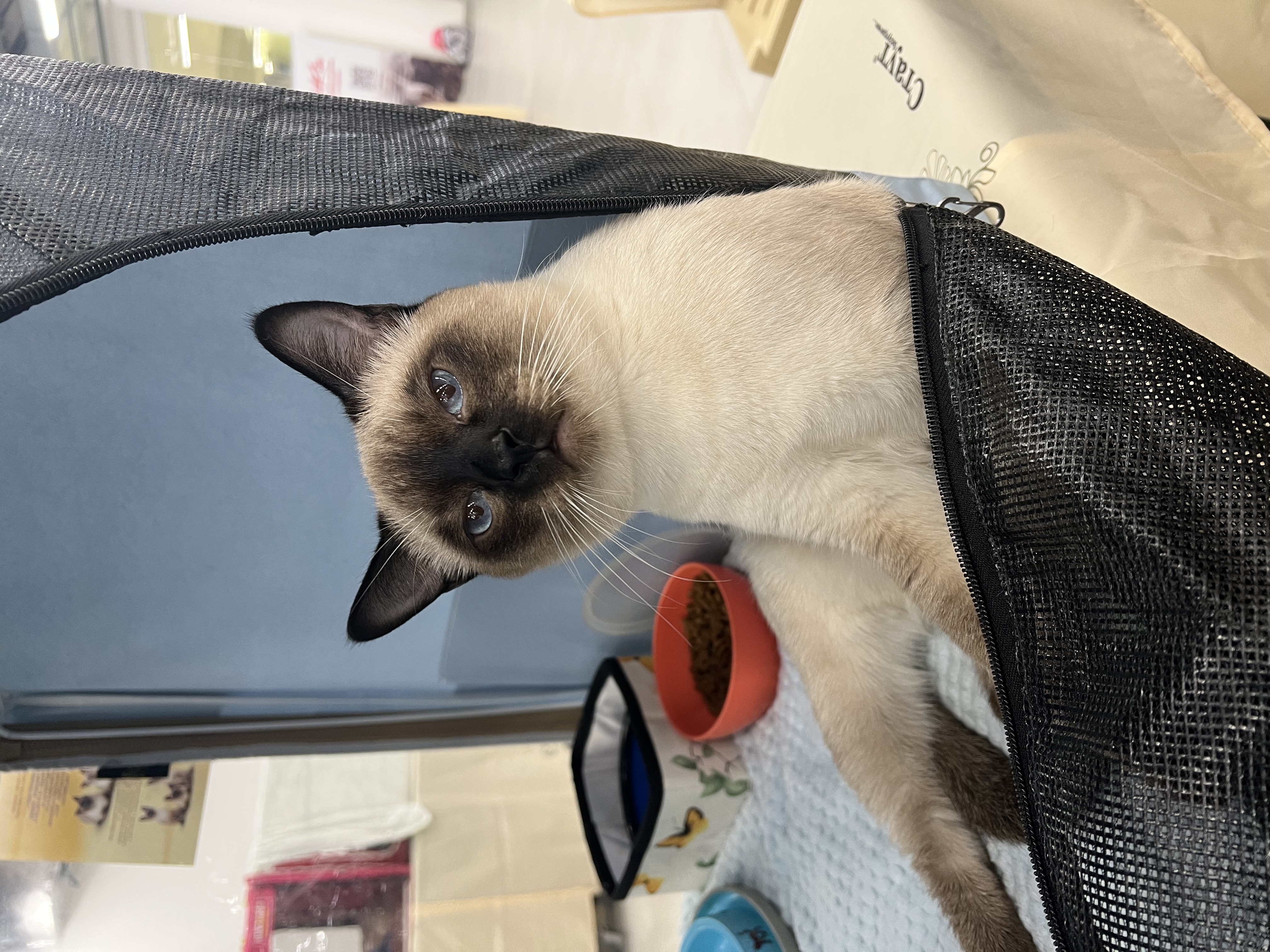 Naruto Nai Chalai Dara