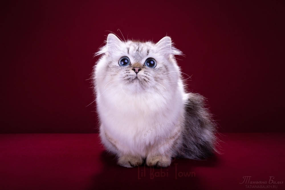 CH. Acaena Lil Babi’ Town