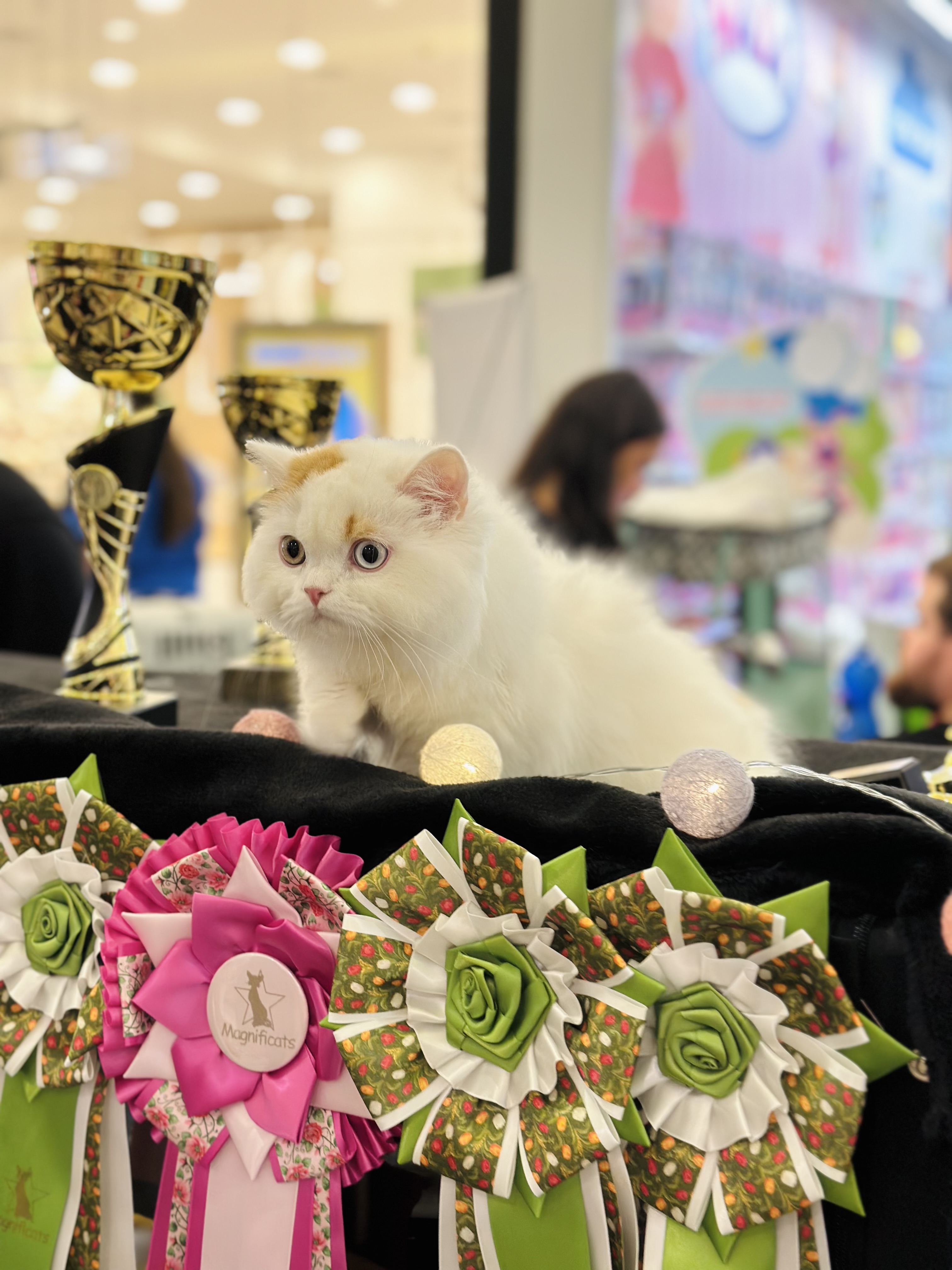 KCH. DueSicilie Tygar