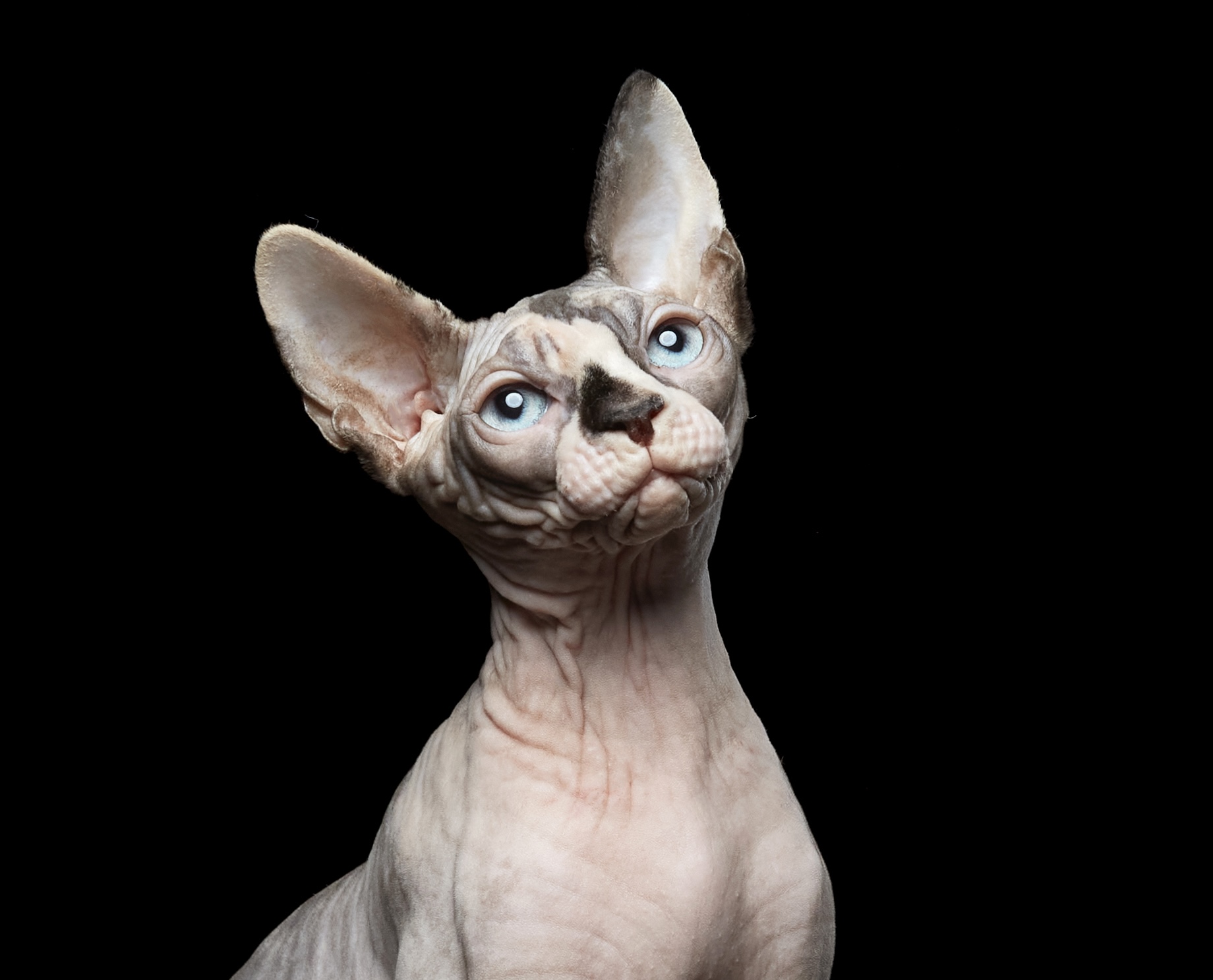 GICH. Cleo Evoque*PL