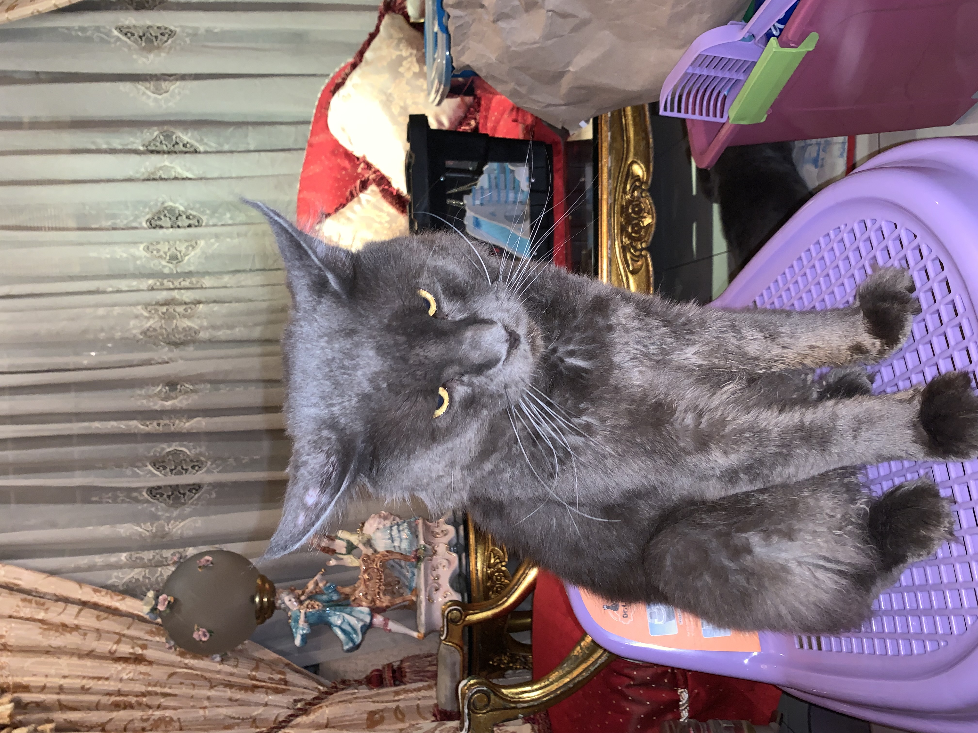 Tom The Cat