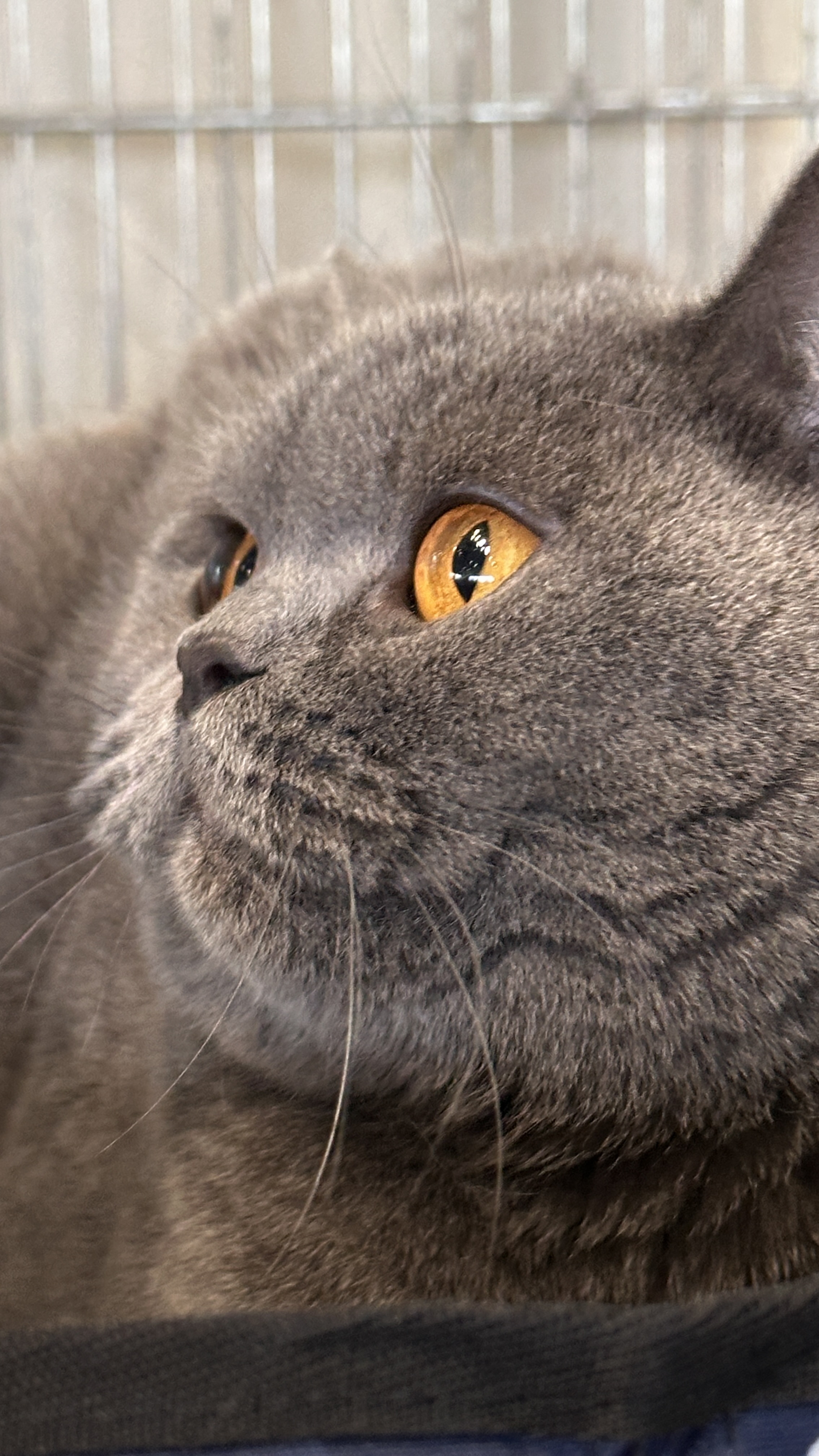 ECH. EL ARABI SÉVERINE