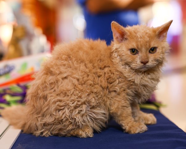 Dou ru LaichongCattery