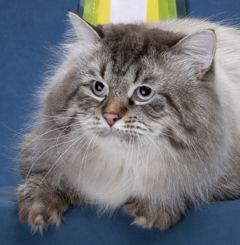 GECH. Bonifatiy Frolovskiy Even More Fedi