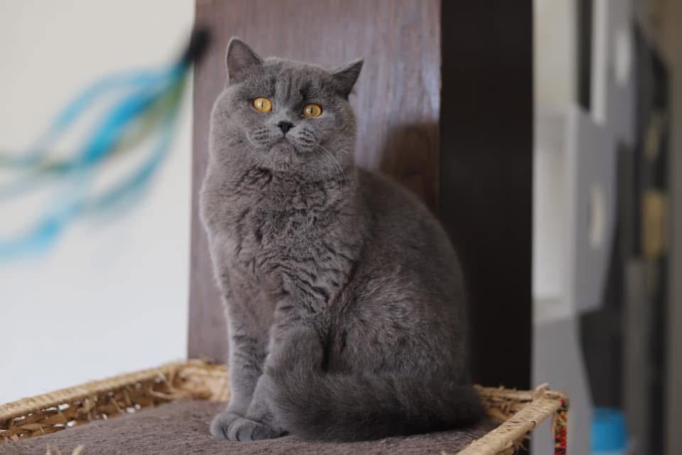 Ch. Terra Oksamitova Veselka