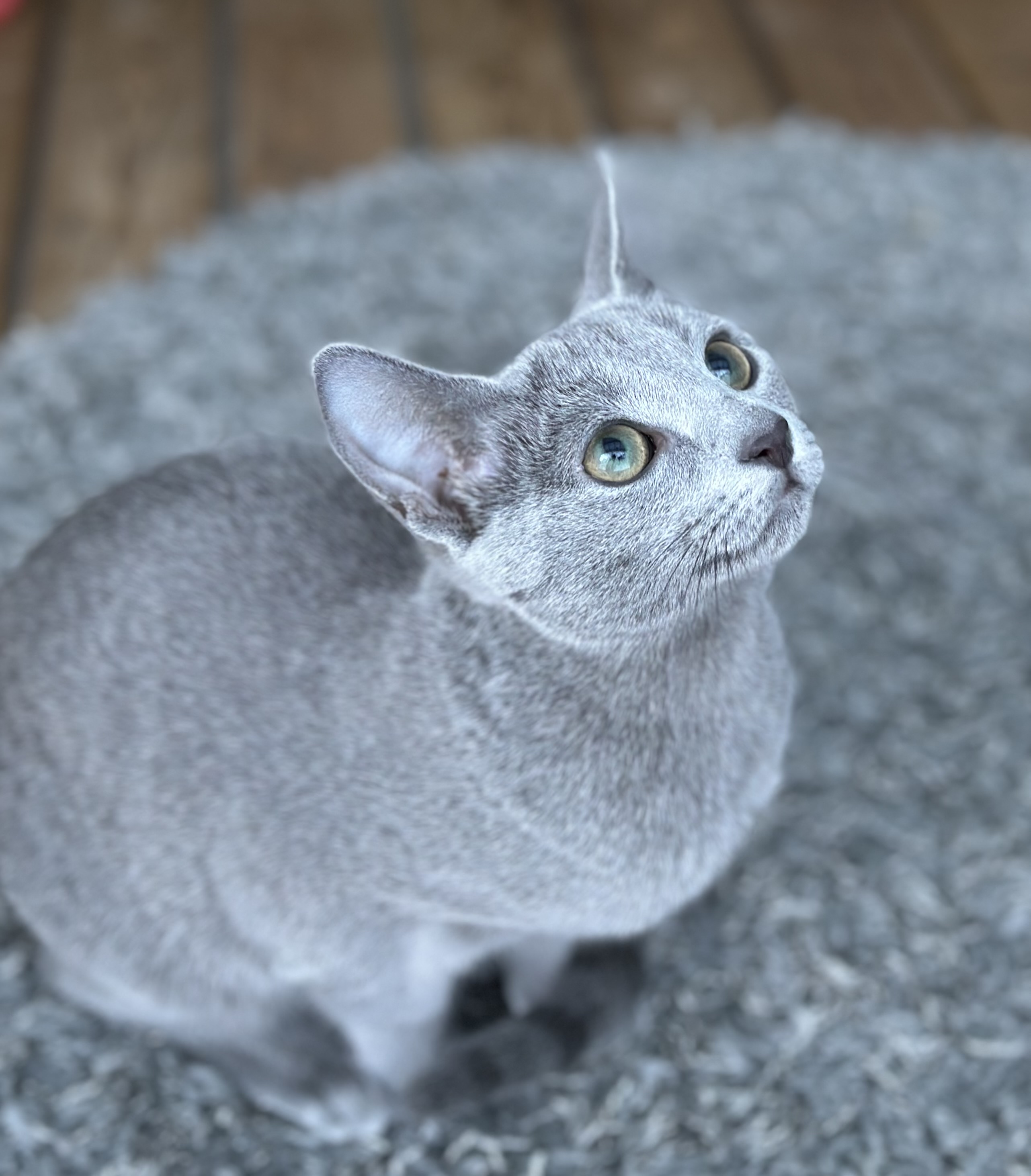 cat image
