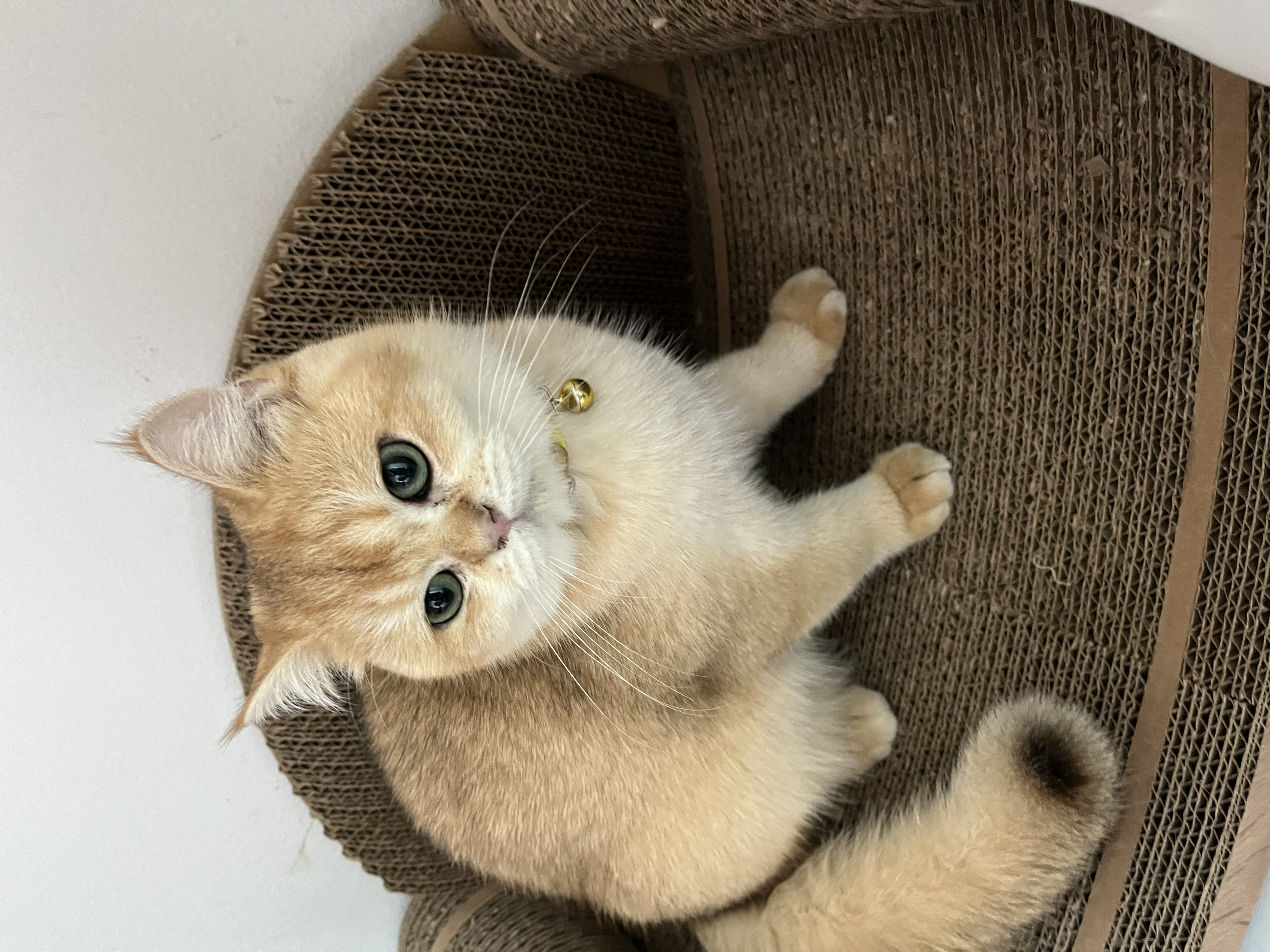 Double Master, CH. Thongkon Ksumonta Sunya happy