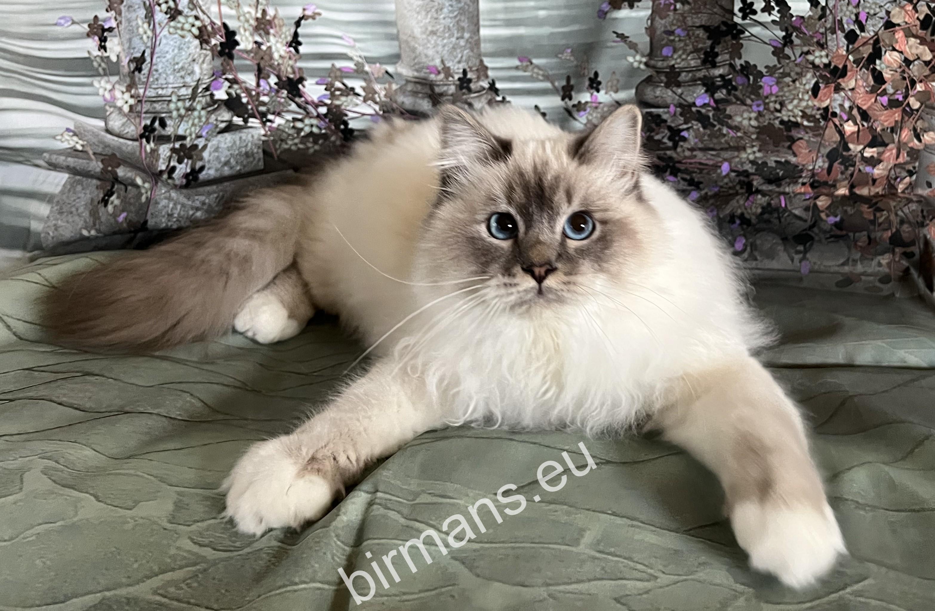 ECH. Yochi de Matiyazur Fr of Saba