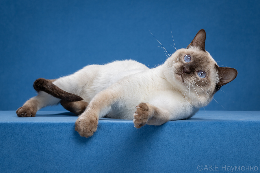 GECH. Somnium Yantar