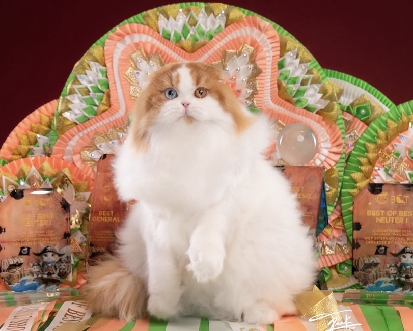 WPR. Coral Master Lanna Sky Pluto