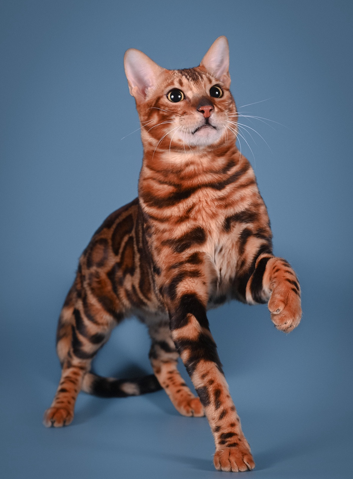 KCH. Wizardlena Brjus