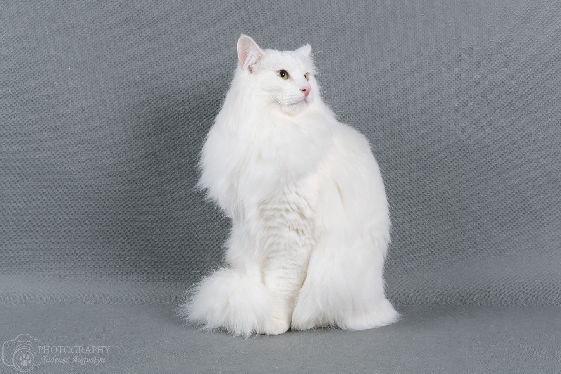 GICH. Eryn Galen Maglor