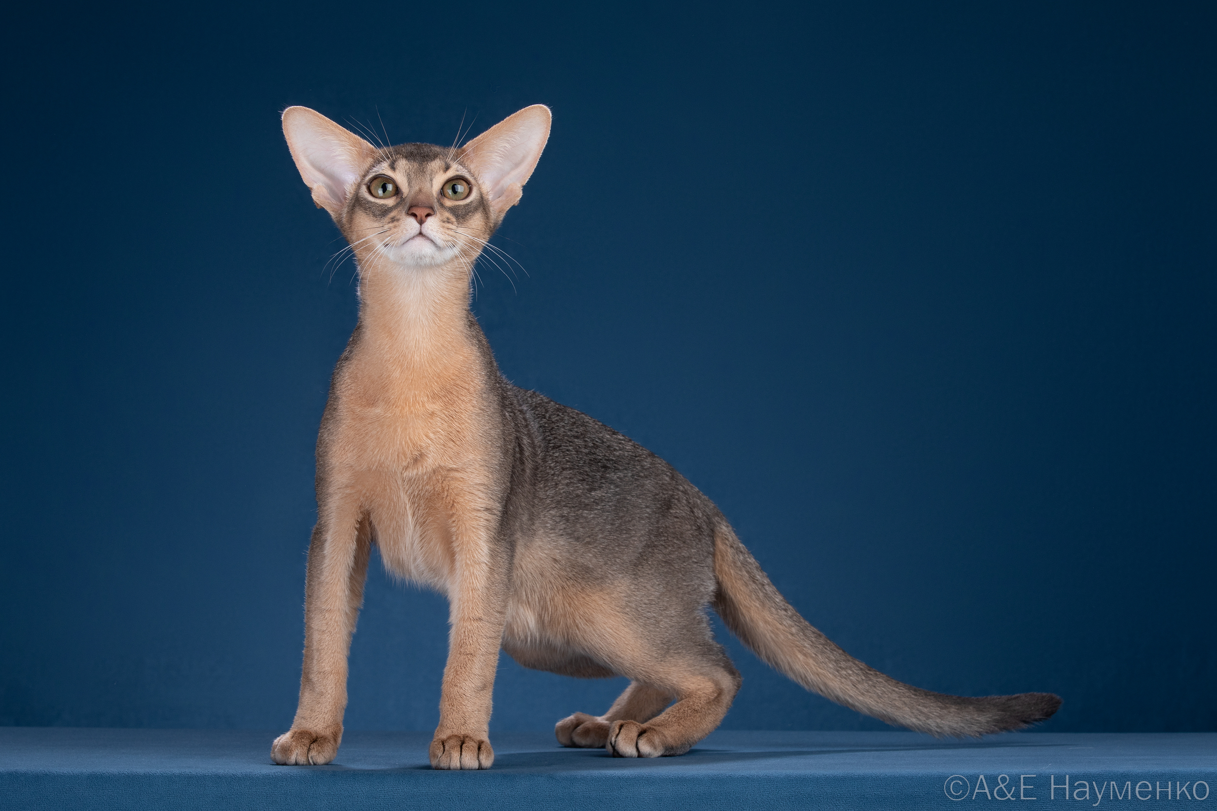 KCH. Sunny Child Tom Ford