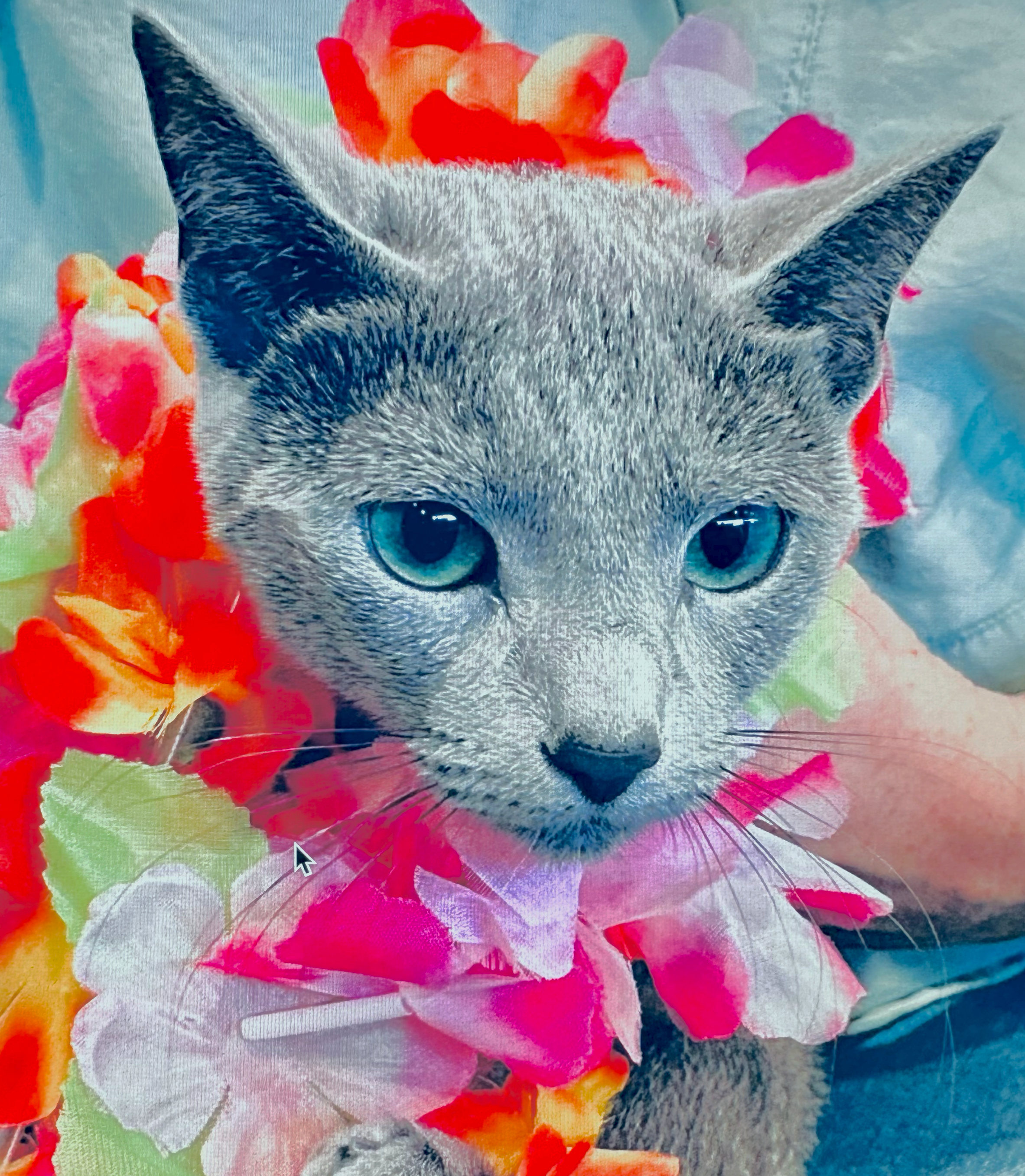 WCH. ORIANA Emerald Star*PL