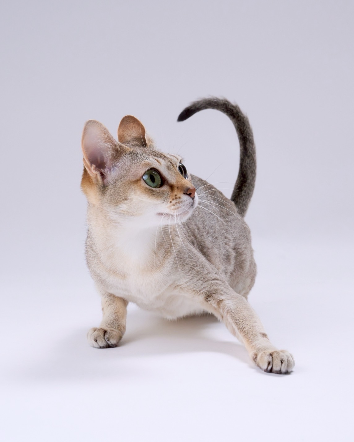 NW'25 TENKAICHI'S AILBEN