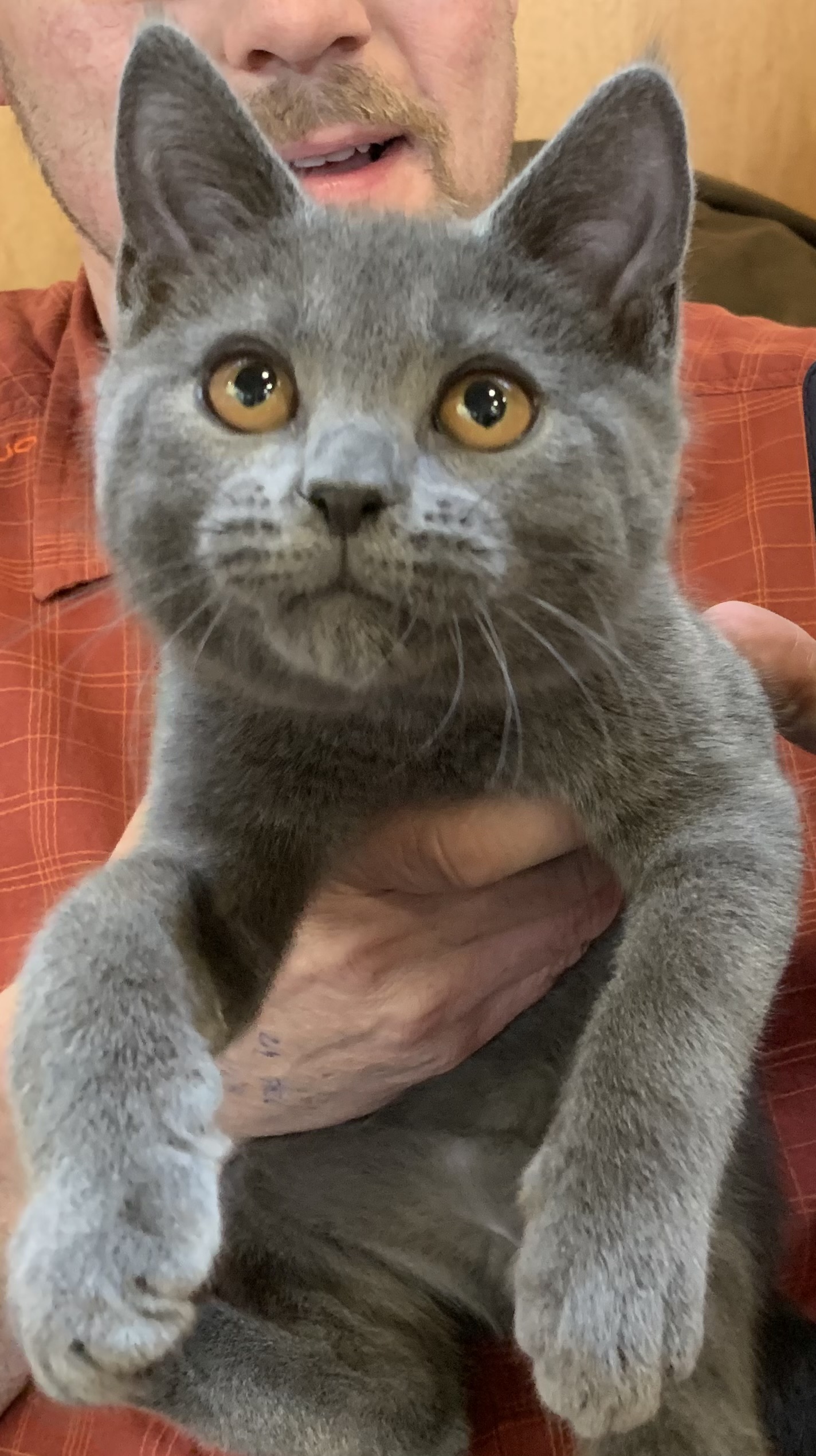 Master Arthénium de l'hortensia bleu