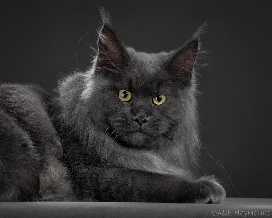 Dakota Style and Grace