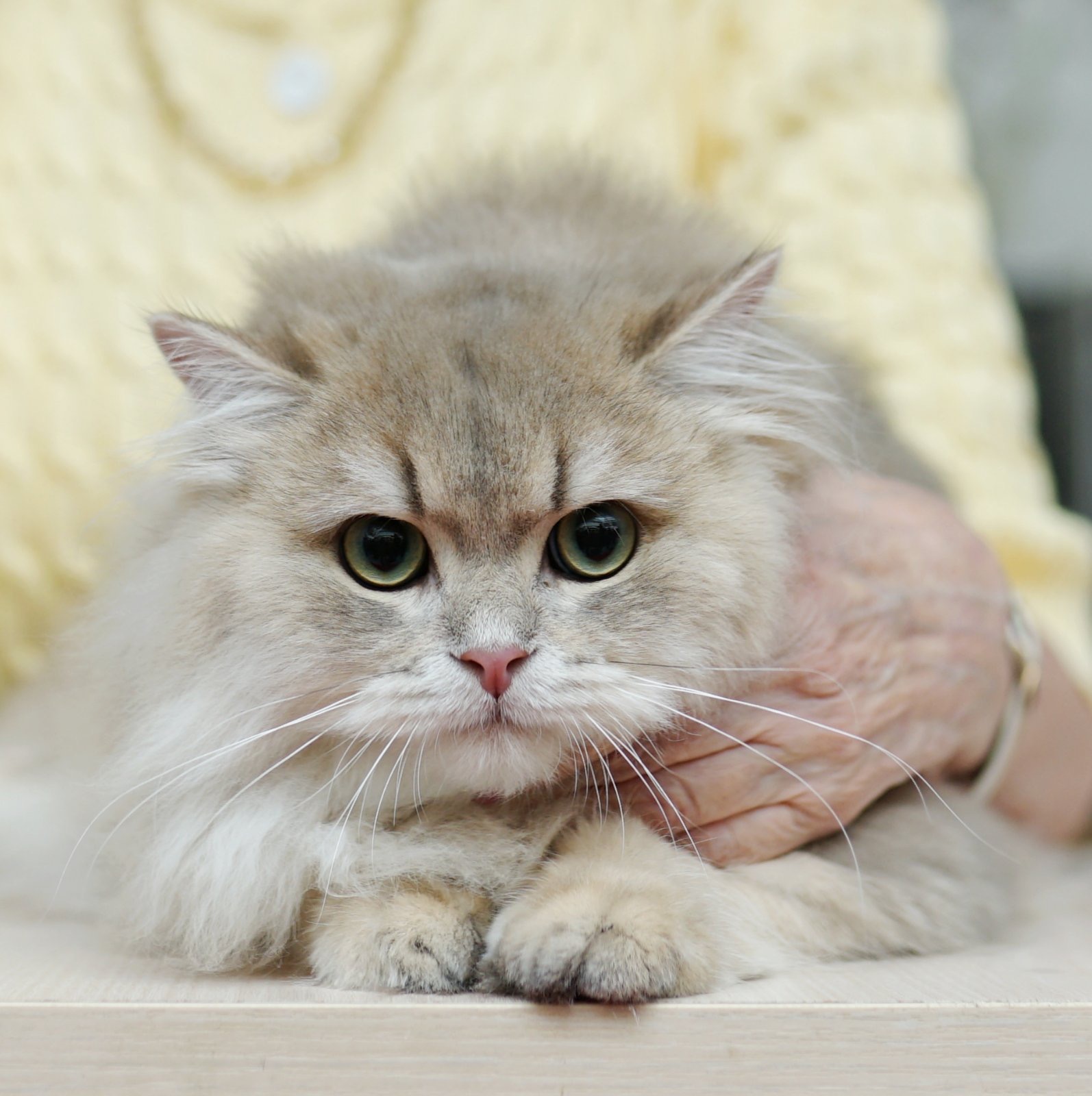 CH. Arahis Emerald Glade