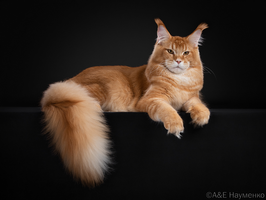 CH. Michael Kors Venefica Cauda