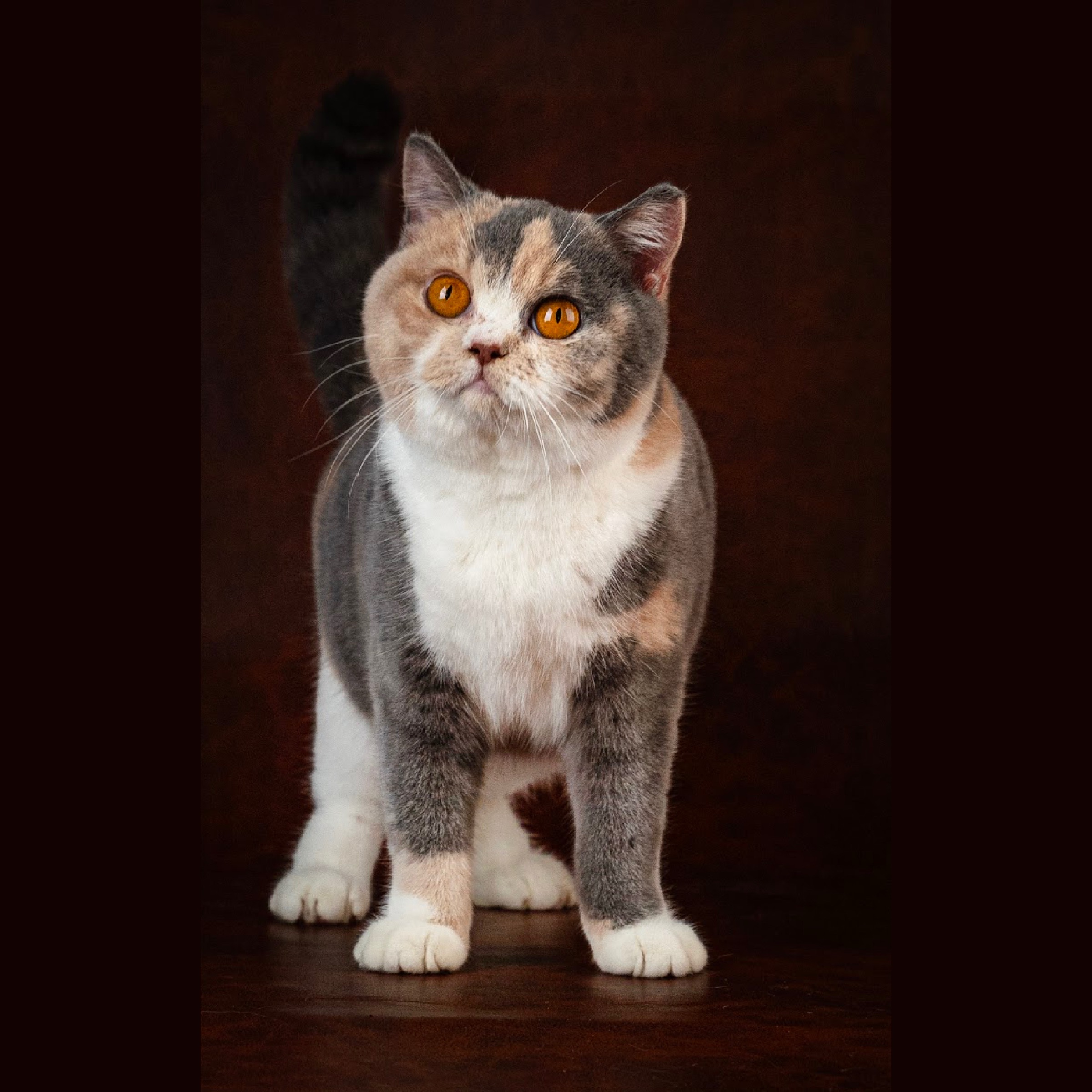 KCH. Dream Seeker Duchess Hazel