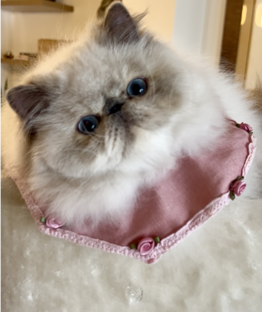 Chloe Div Inity Macaran