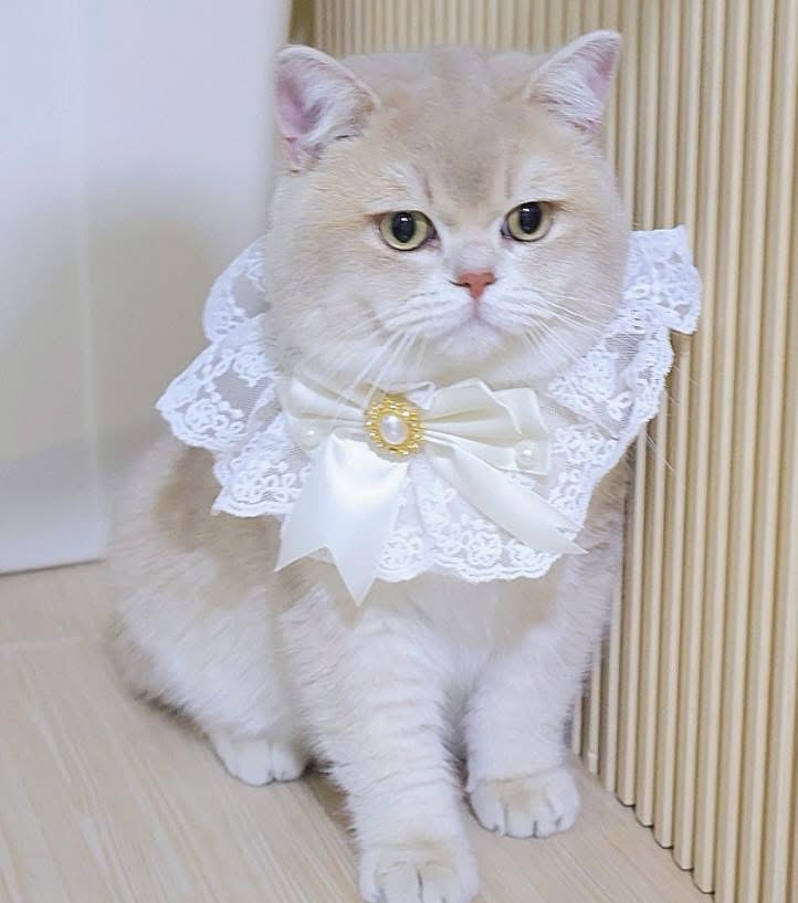 Deep lane Picasso Robin