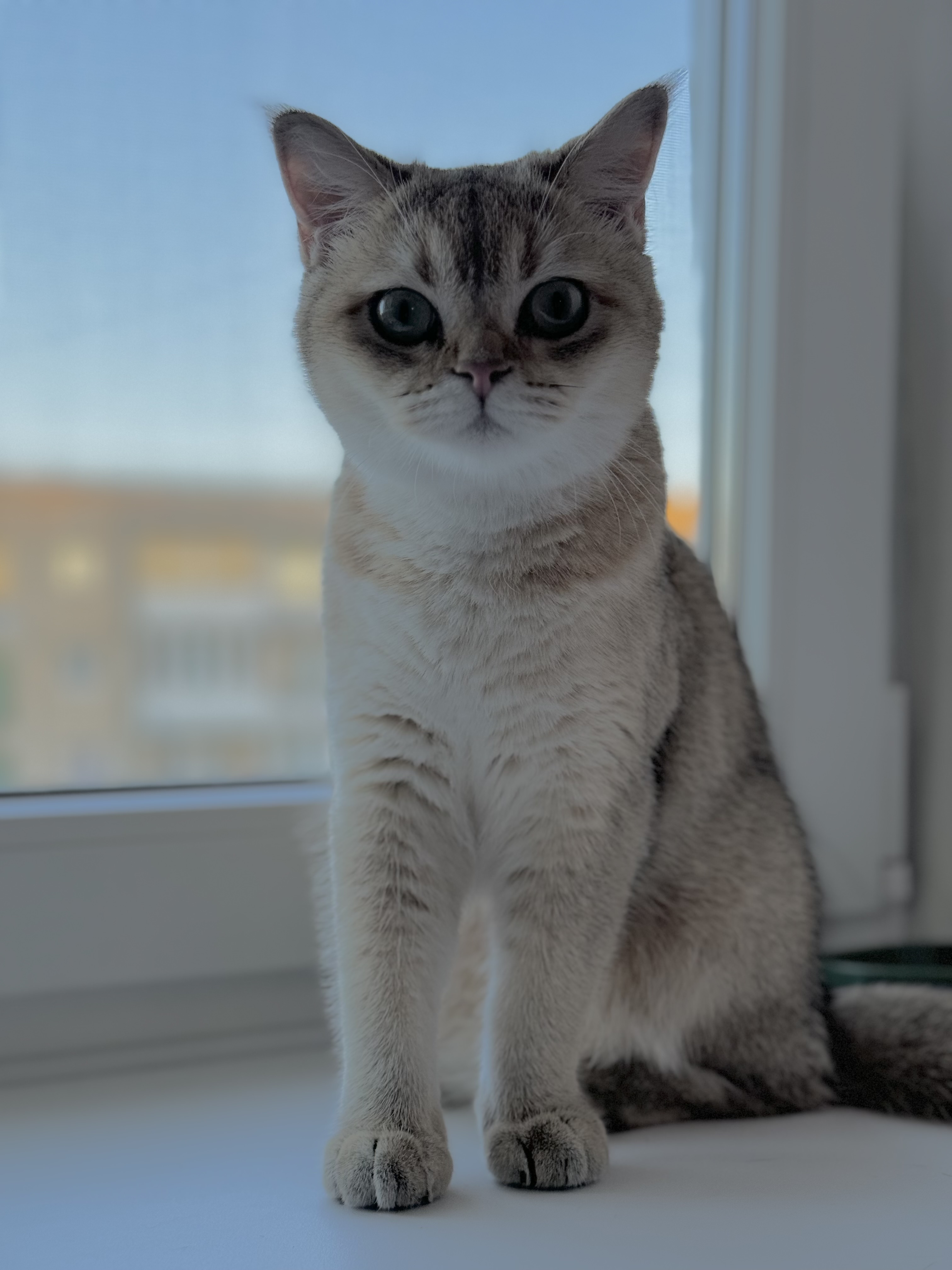CH. Fluffy Ball Odri