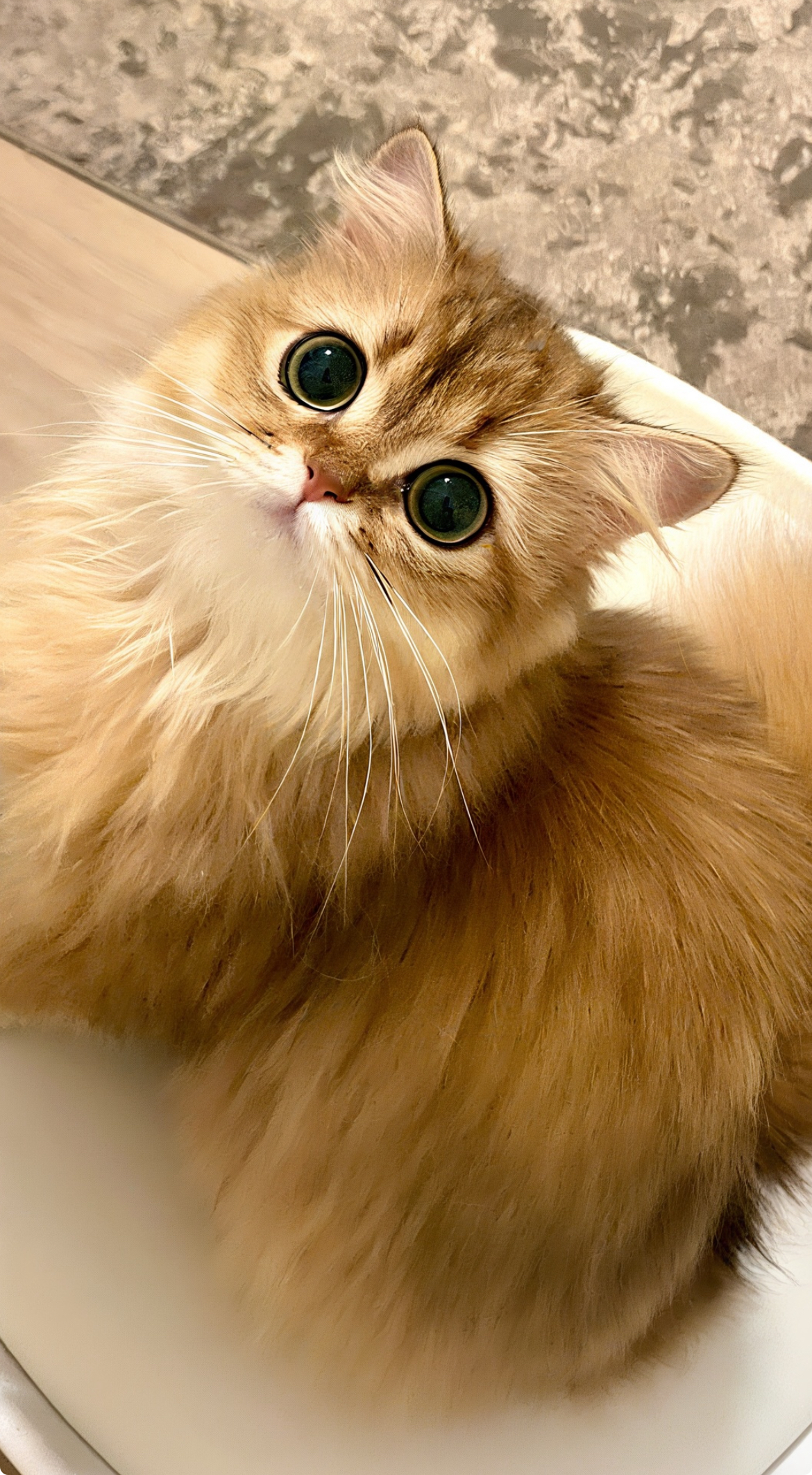 Lorin’s Pride Geisha of Grand DeLorean