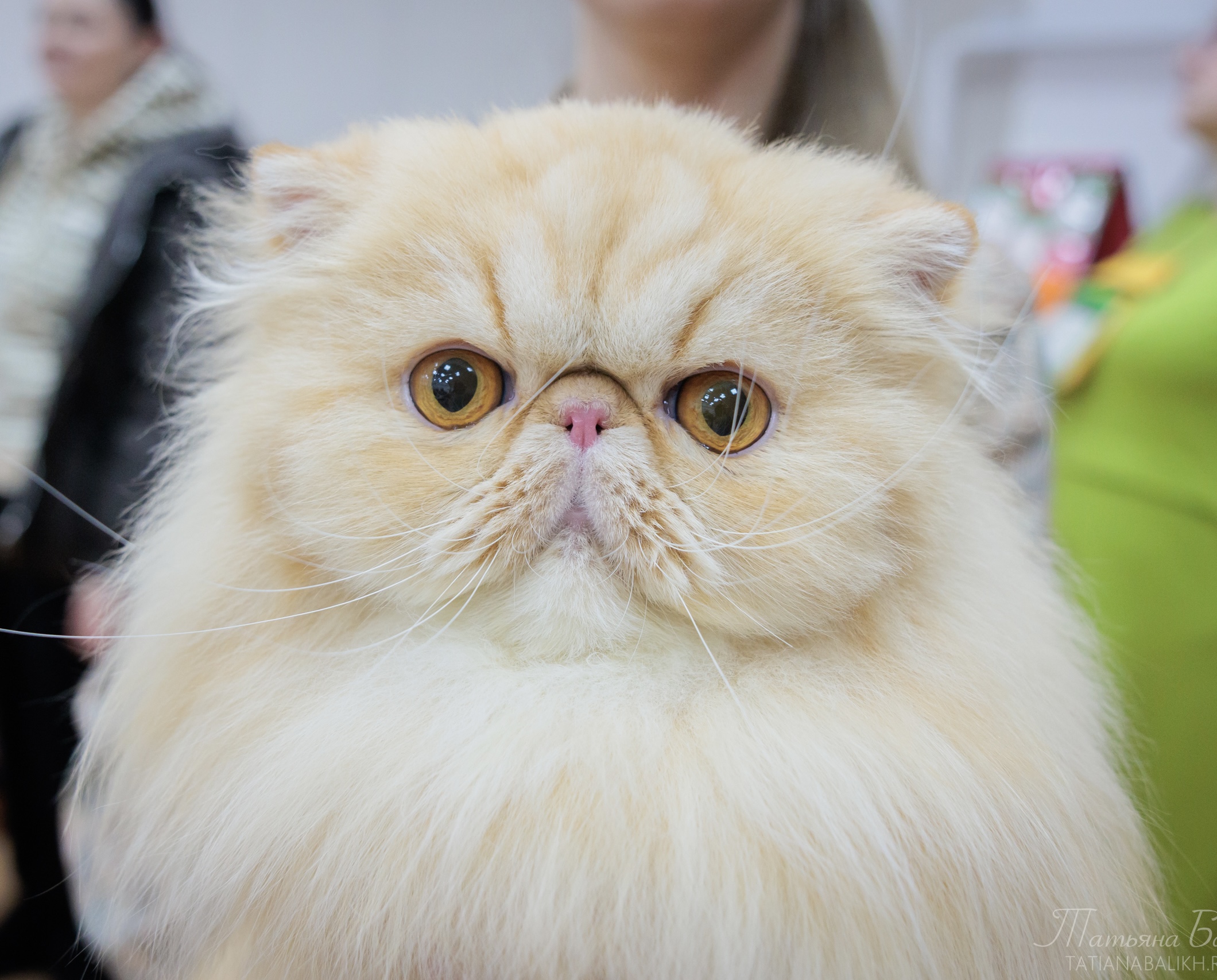 Master, ECH. Verona Yana Kis