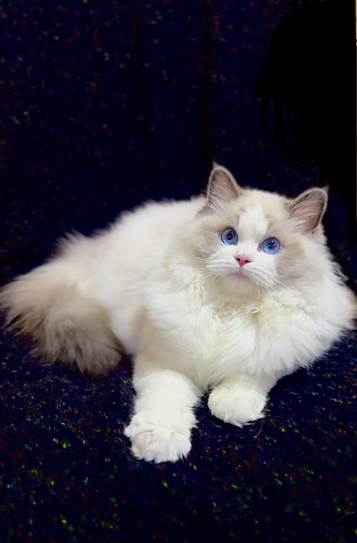 Zippy Blue-Eyed Dream