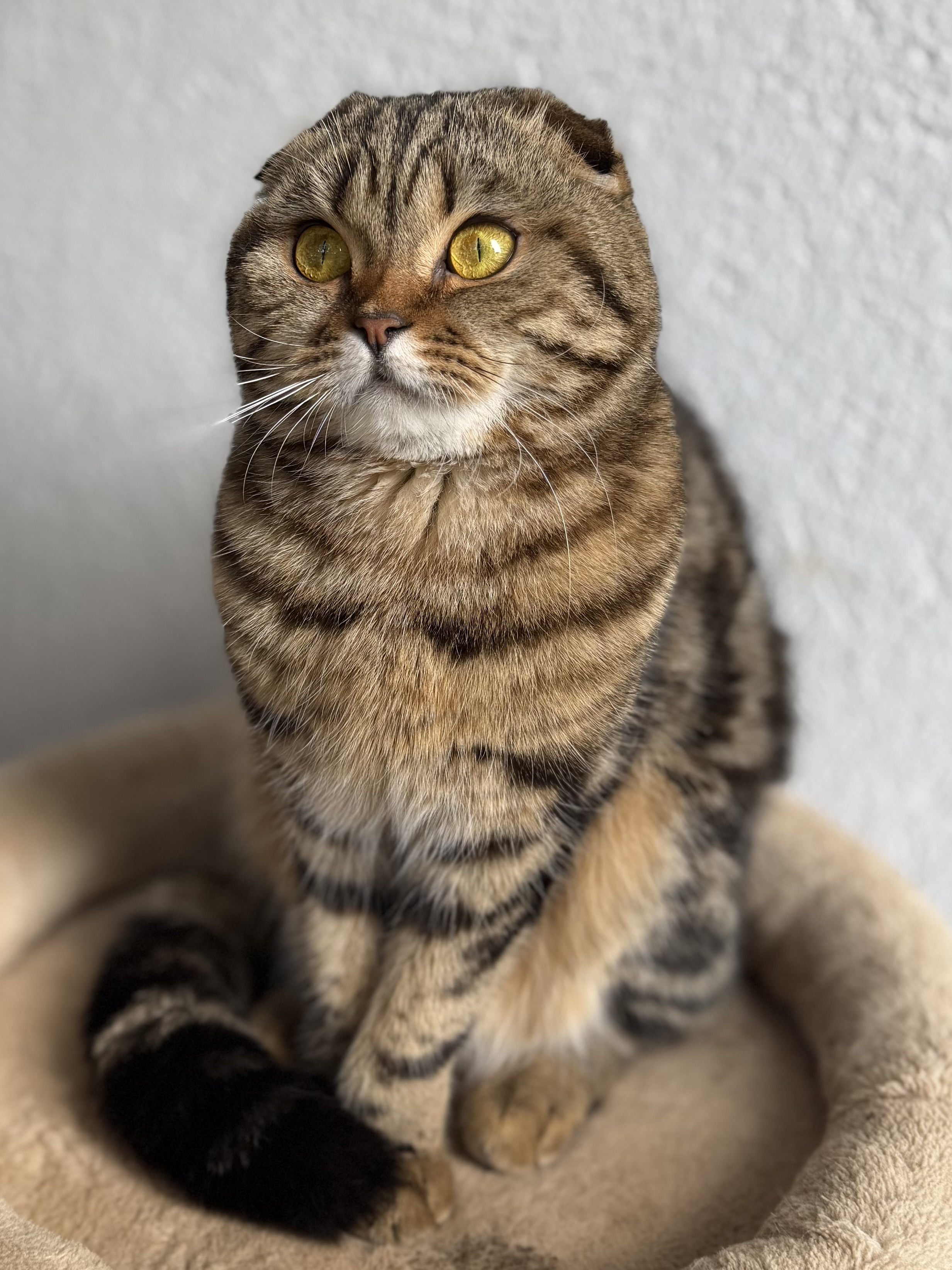 ECH. Perseya Mazerinh