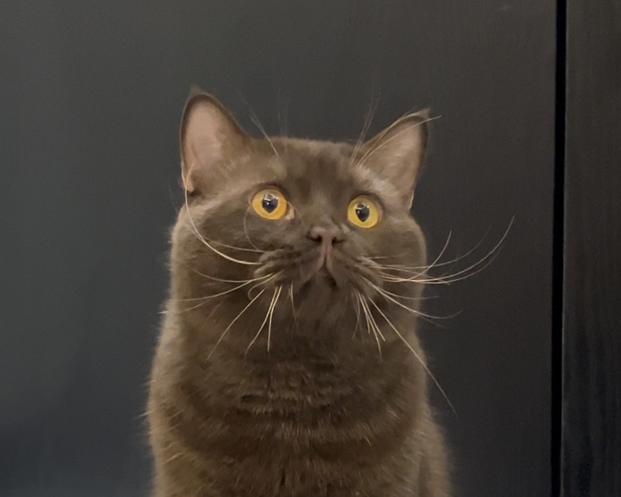 CH. Teo Mafia di Peluche