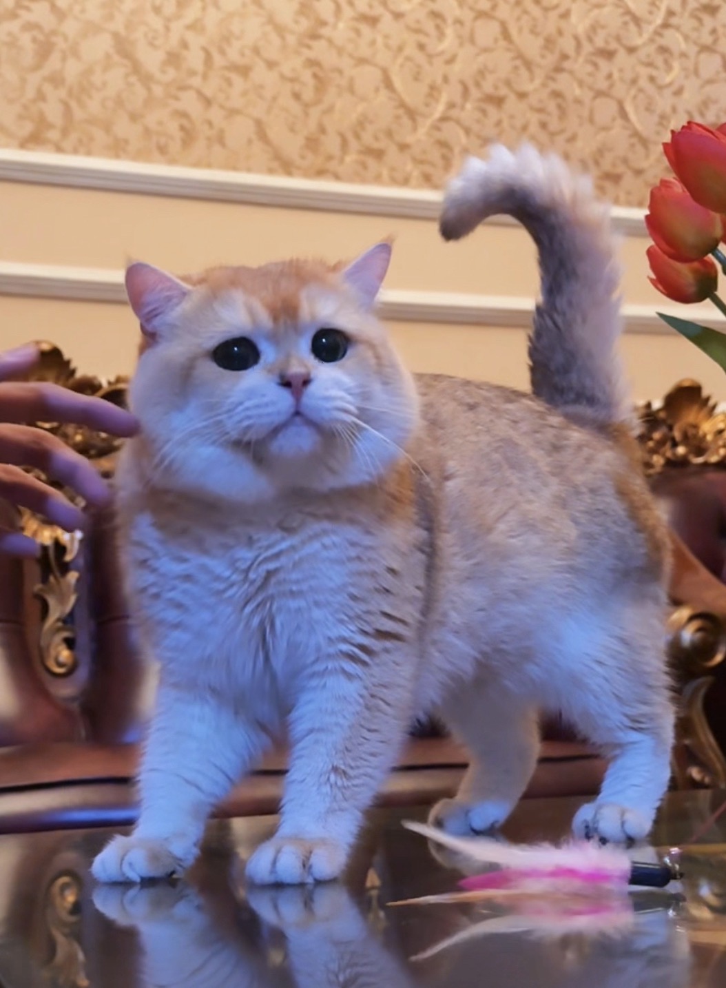 CH. Soft Heart's Elvis