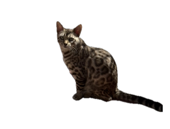 Zeusz of Future Kings