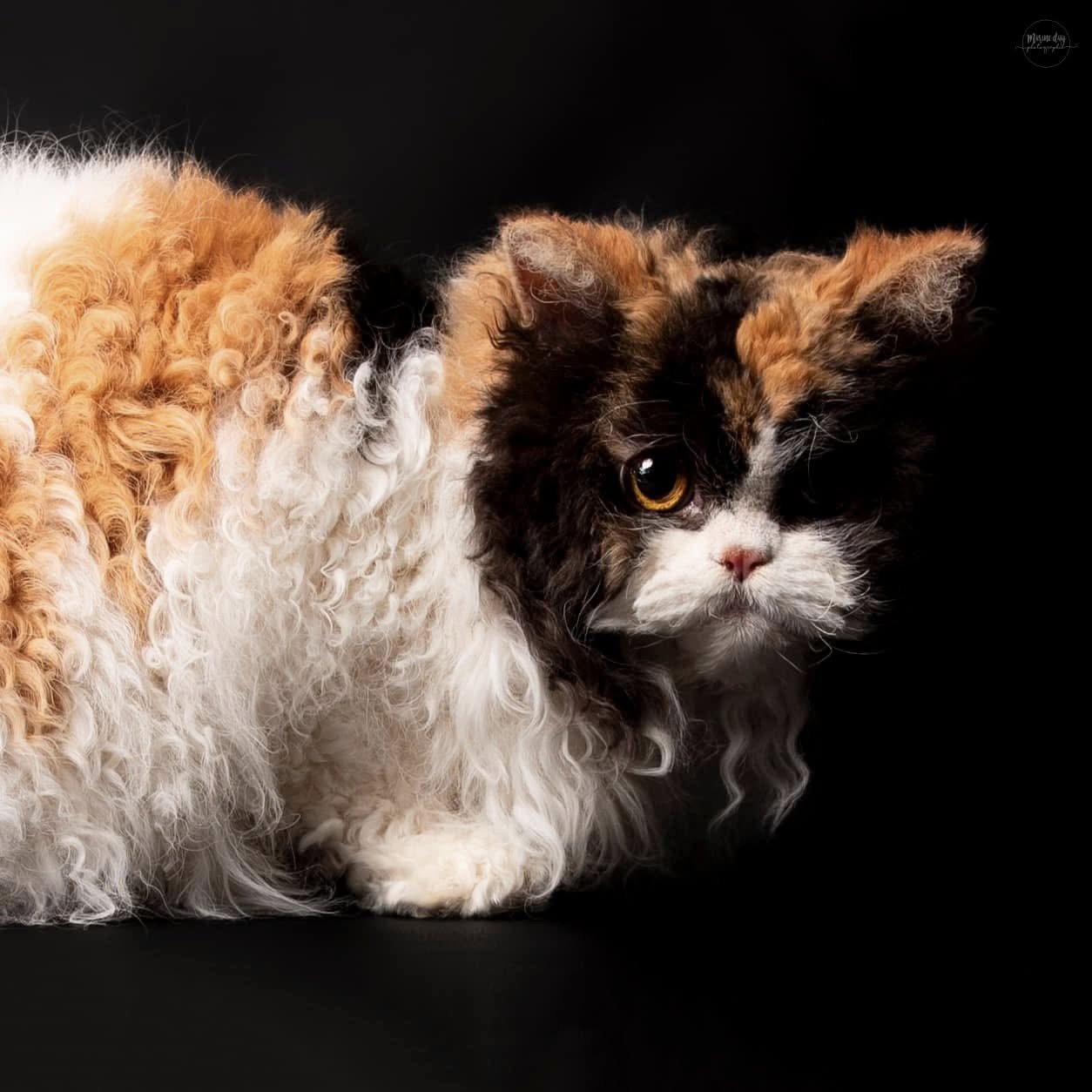 WCH. Annie Wilkes du Mont Royal