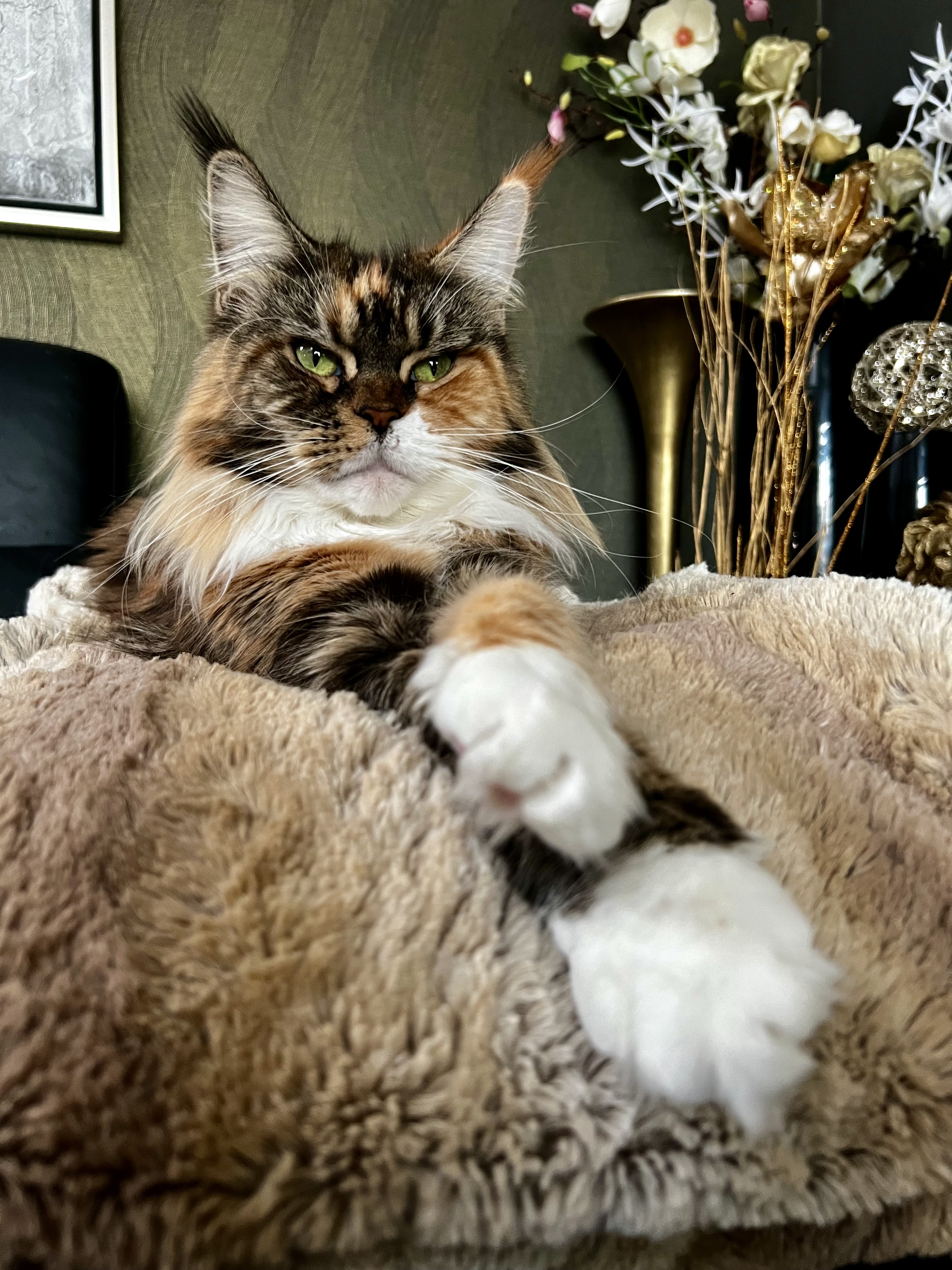 GICH. Fruzia Koci Zaulek PL