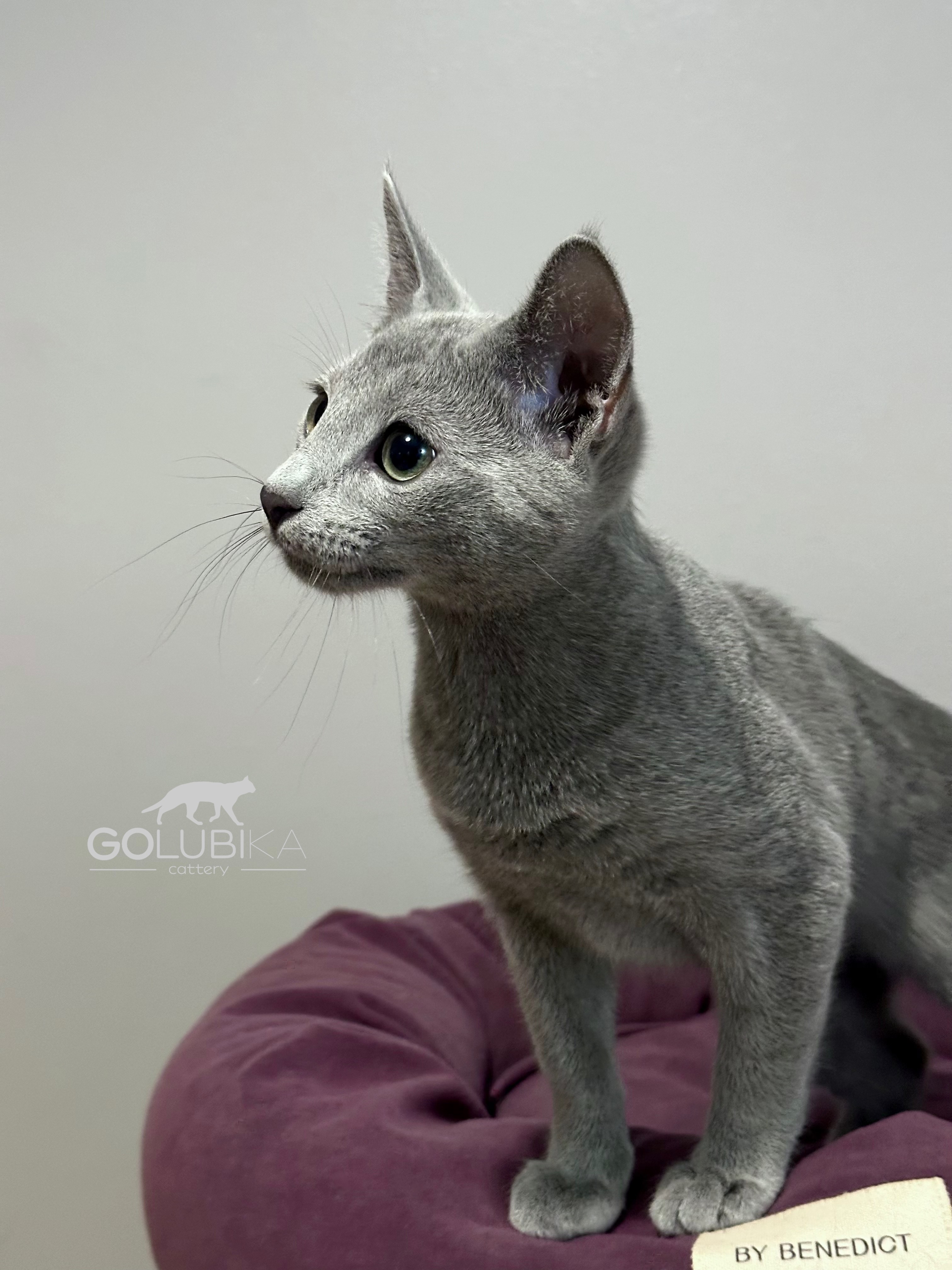 Golubika A'Nikolai R-Korsakov