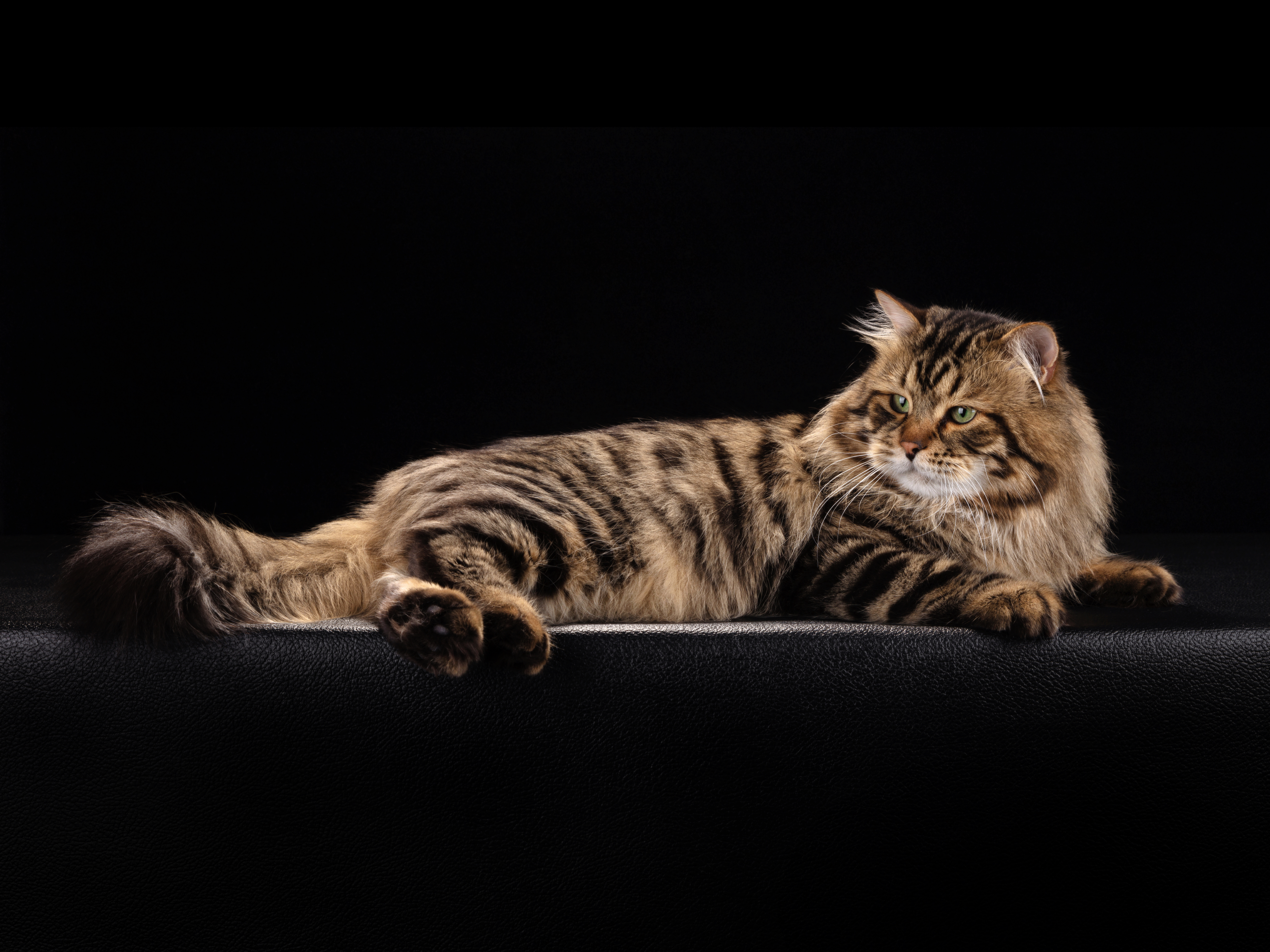 GECH. TNT Sladkoe Pyatnyshko