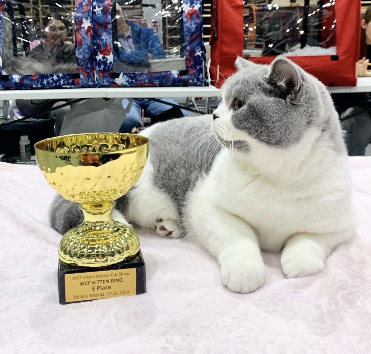 JCH. Bentley of Invictus Lucas