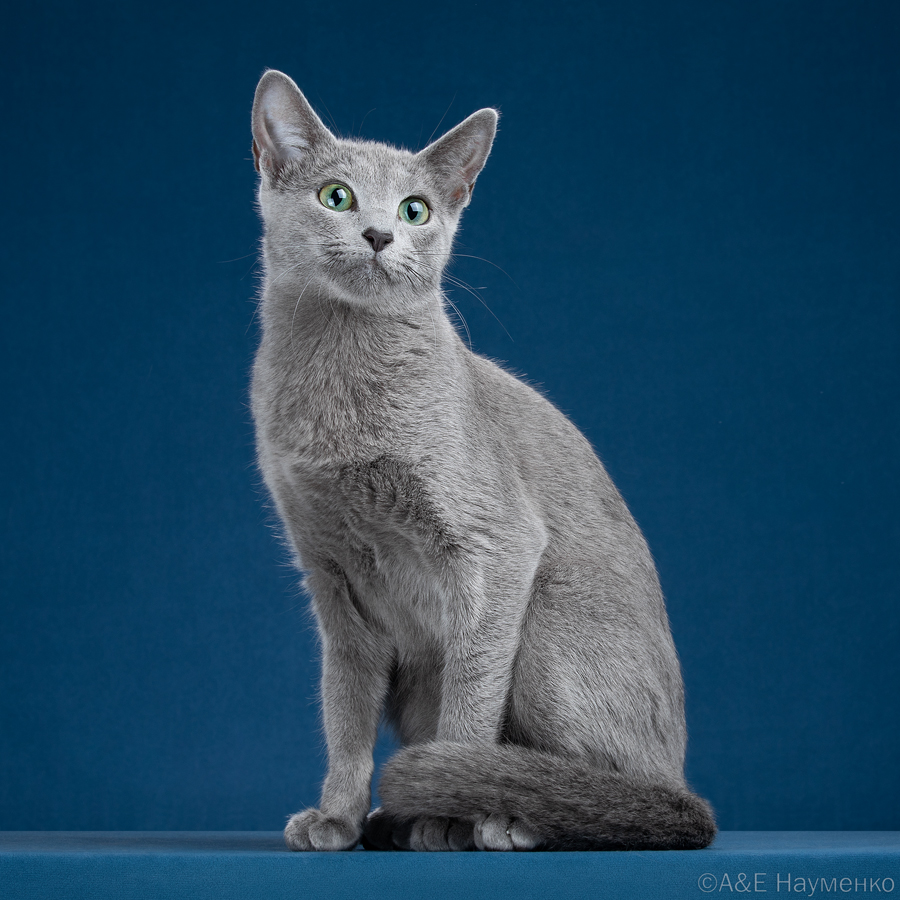 JCH. Olimpia Grey Magic*RU