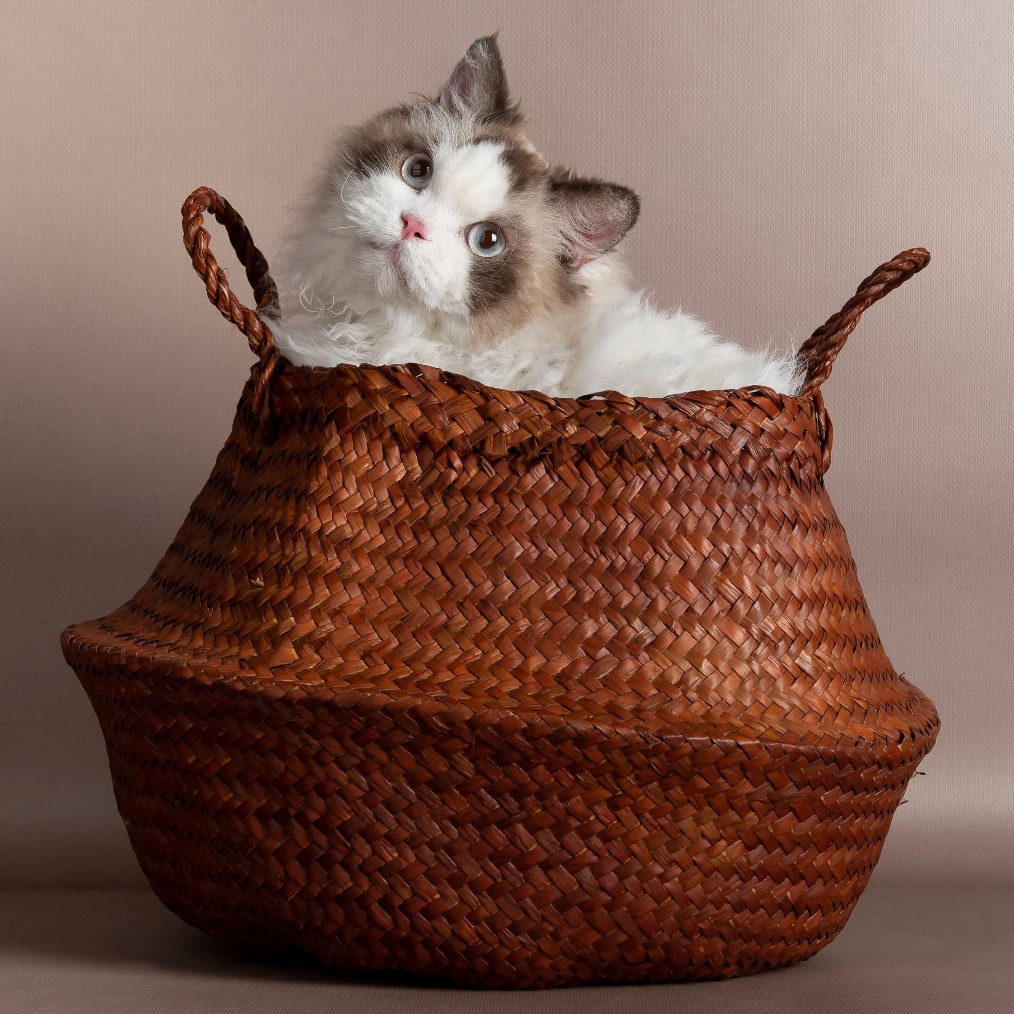 Master, WCH. Popular Fur of Fendi du Mont Royal