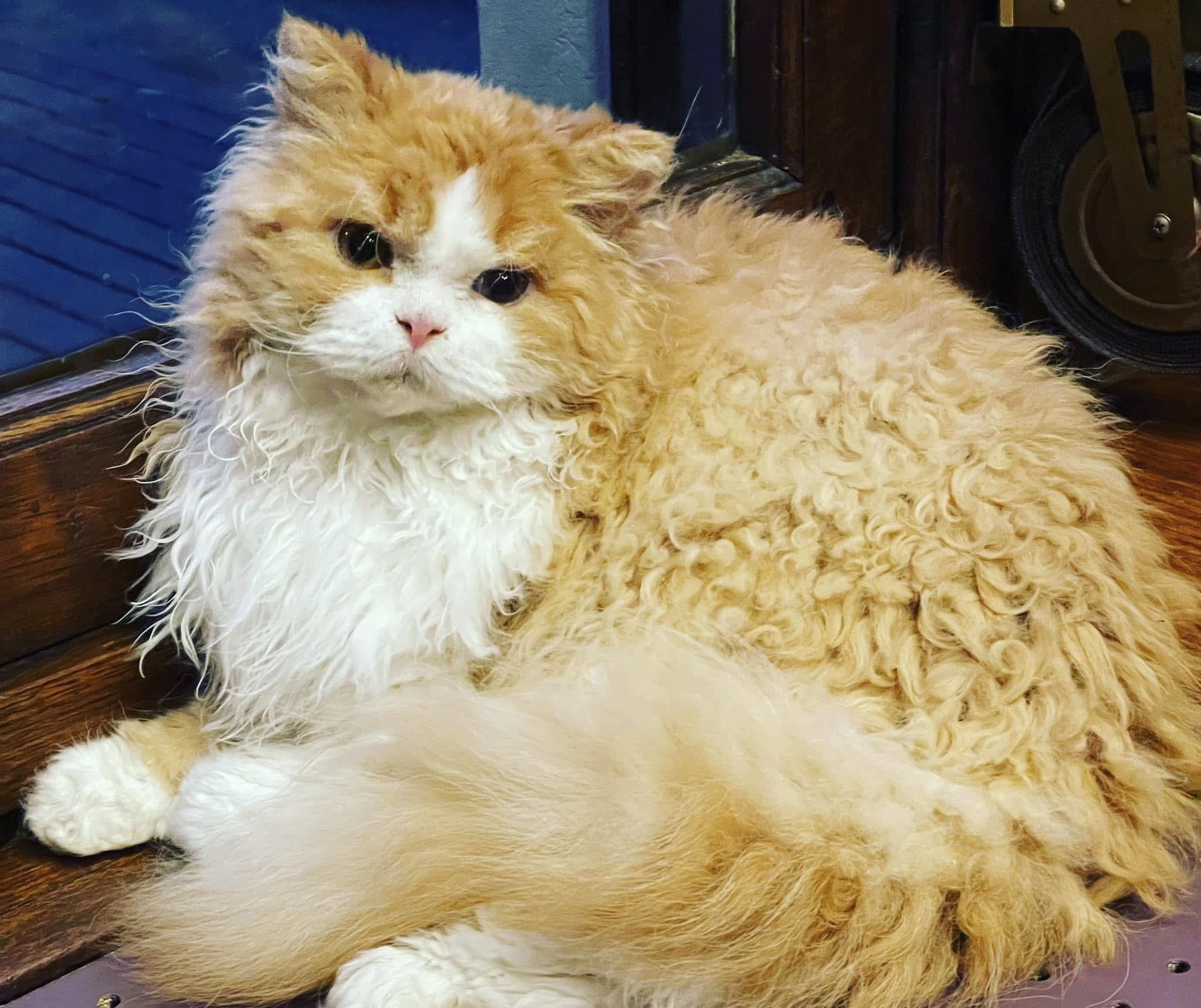 Tessa Sparrow du Mont Royal