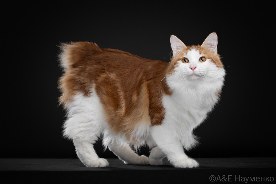 Kosmos of Rufus Vallis