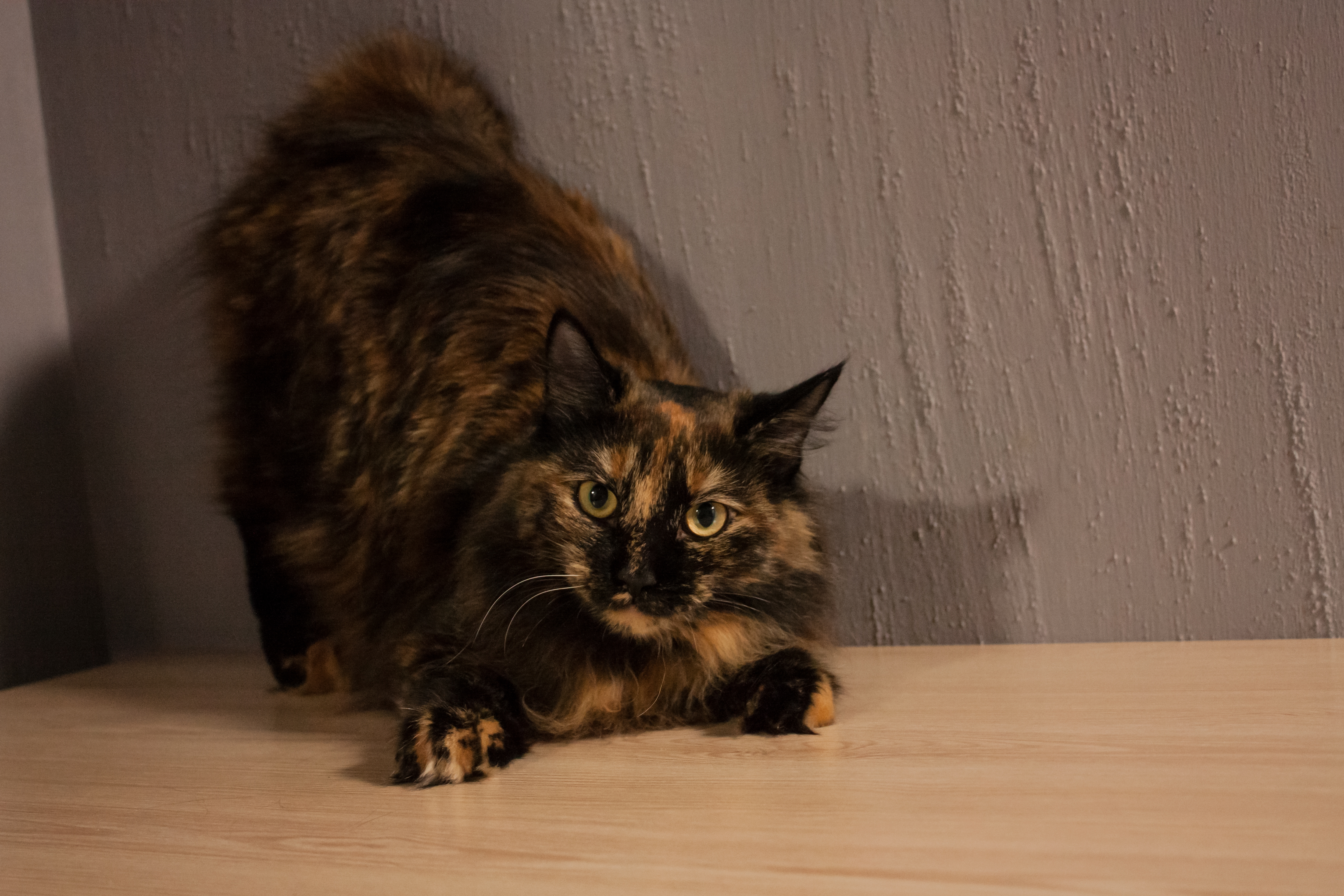 Kokeshi Playful pompon