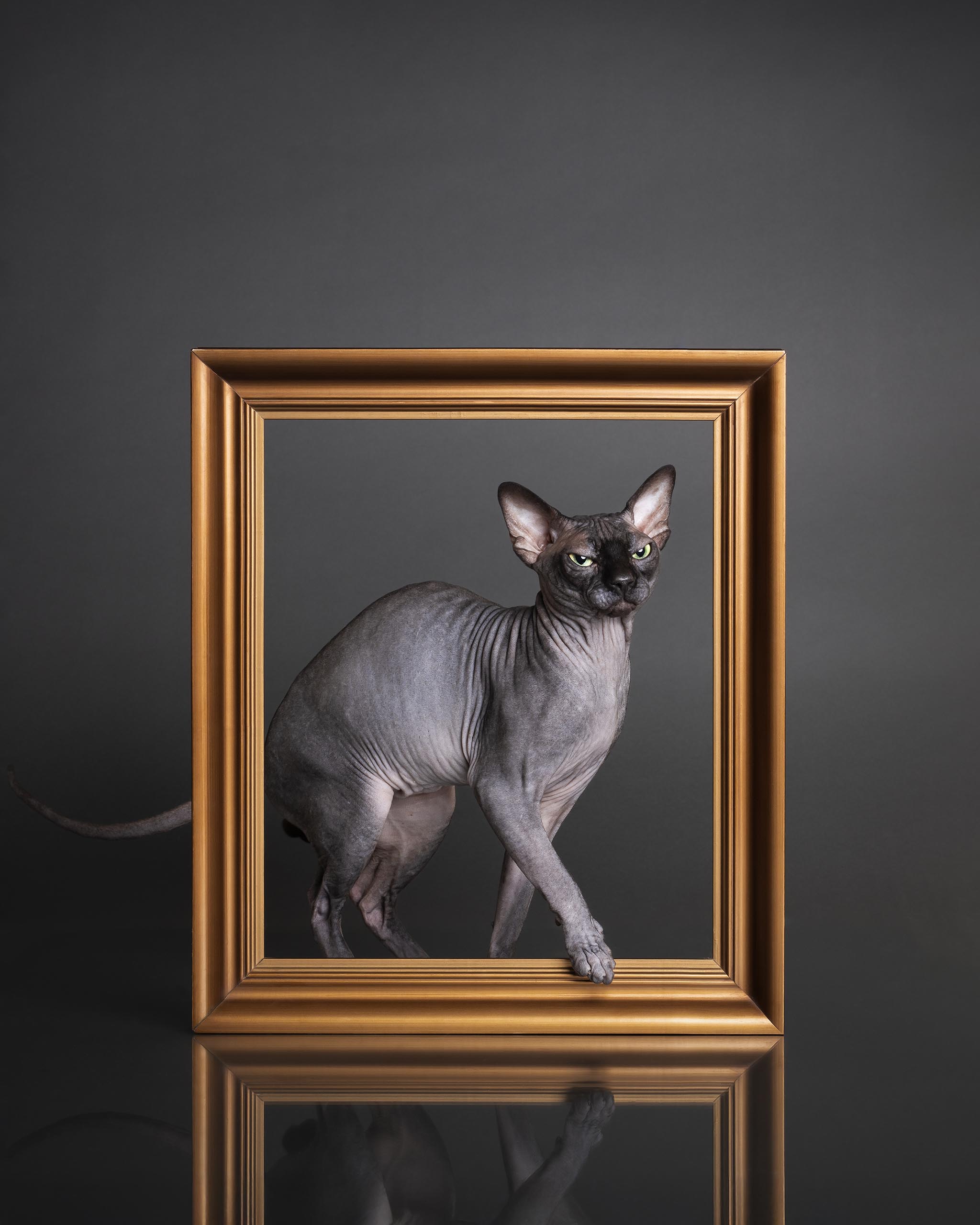 ECH. Naked Imperator Cooper