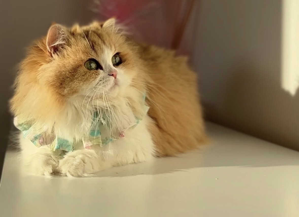 ICH. Shinning Leaf Elle