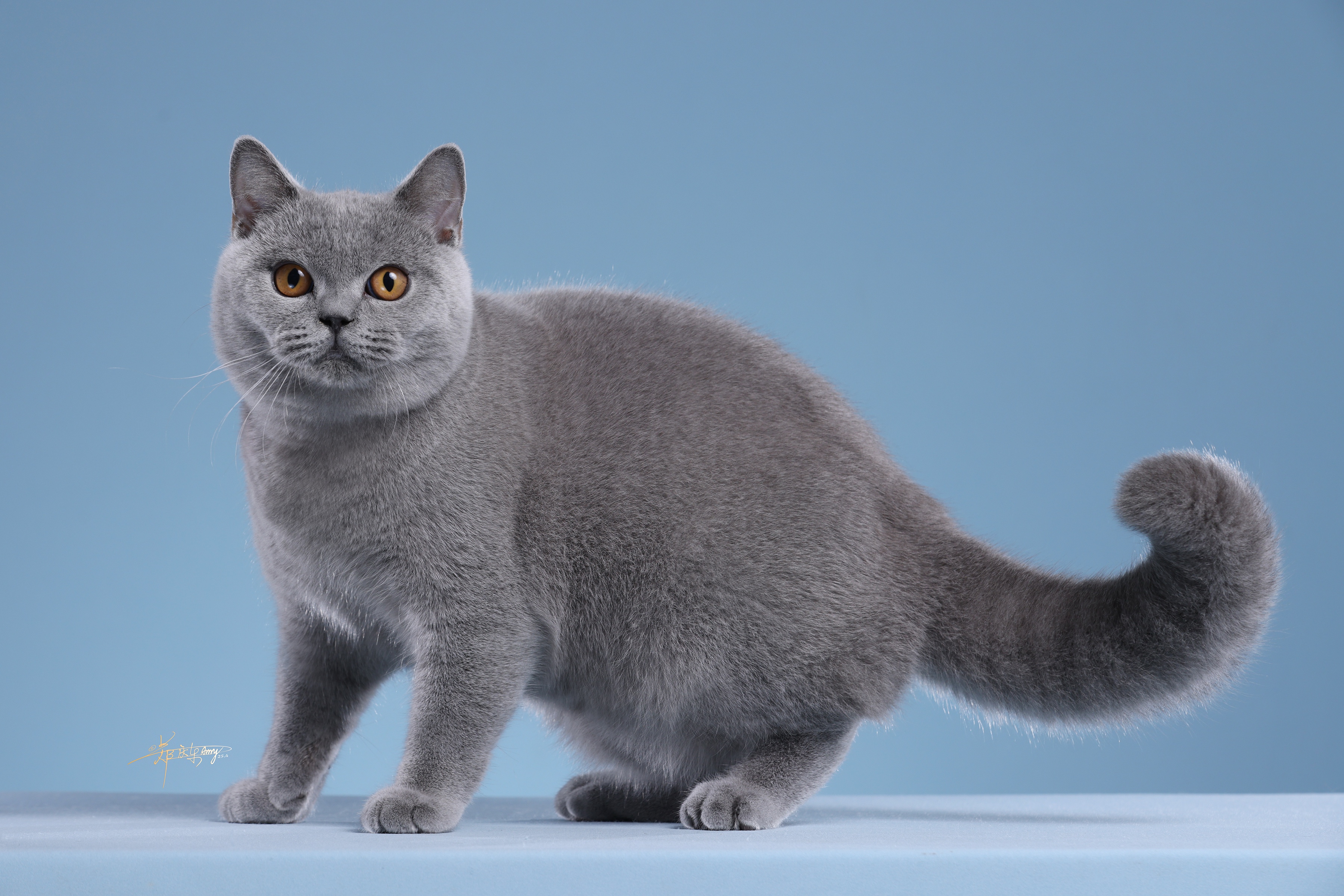 KieCatz Lux Bonteri of Ascendio